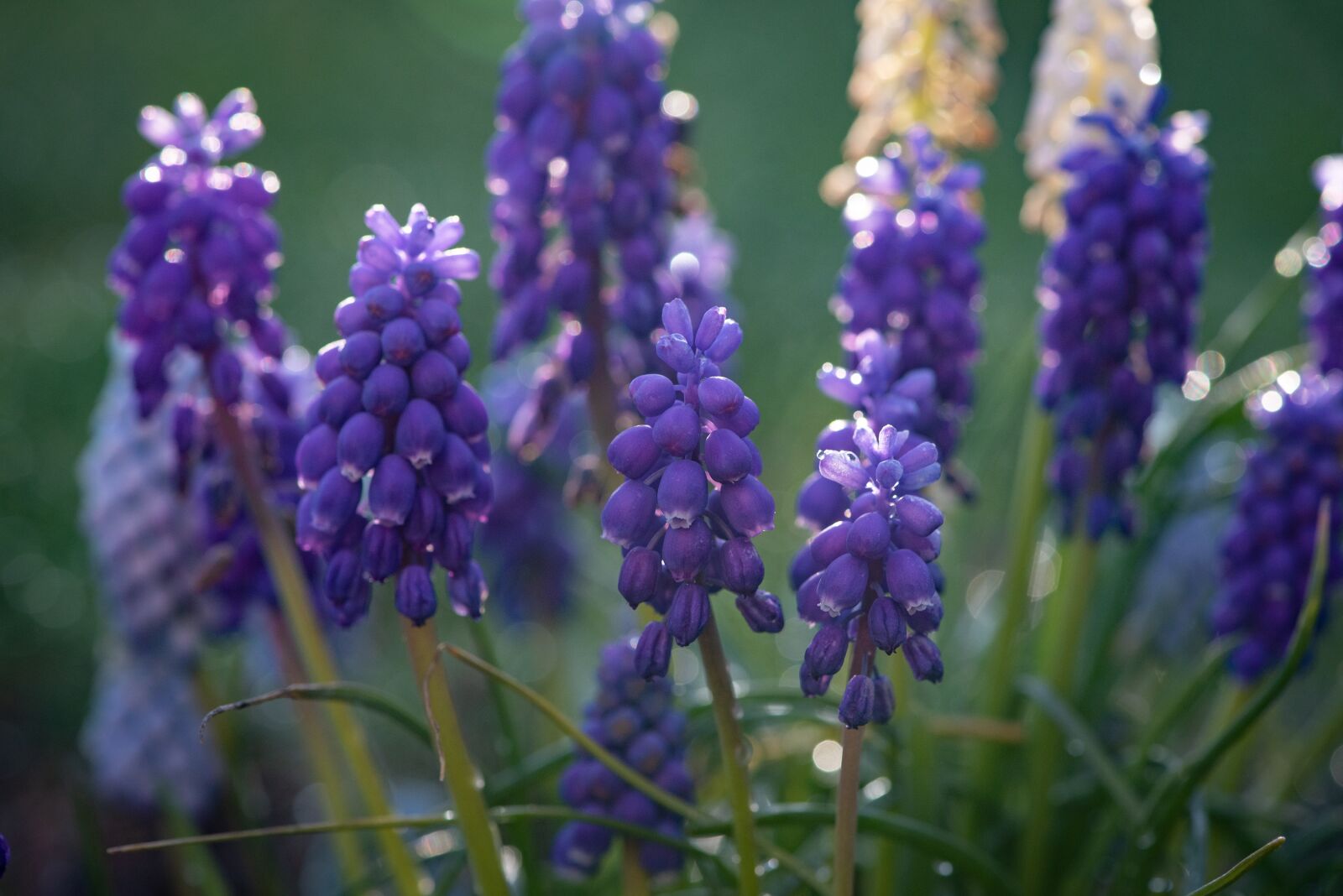 Nikon D750 sample photo. Hyacinth, grape-hyacinth, garden photography