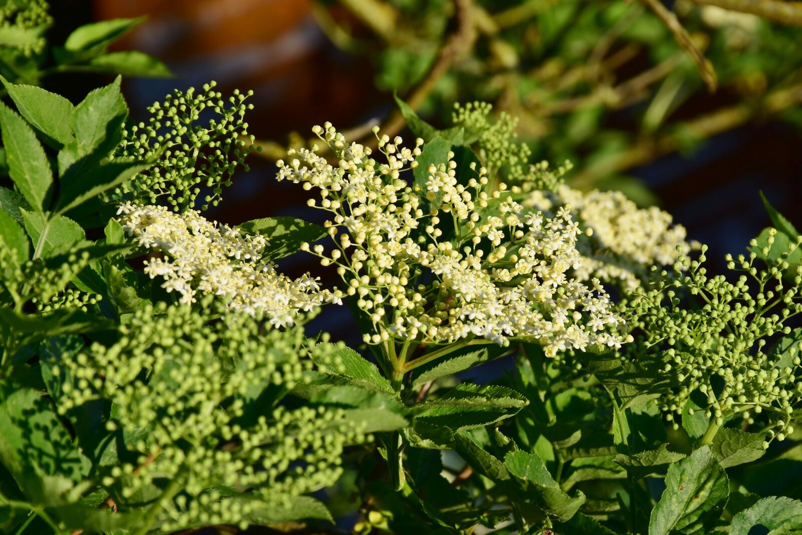 Nikon D7200 sample photo. Elder, blossom, bloom photography