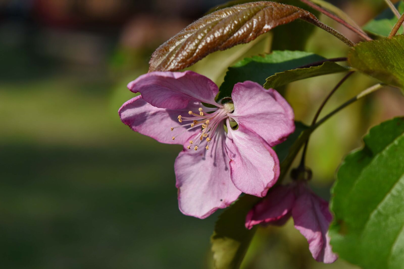 Nikon D5500 sample photo. Pistil, spring, flower, herb photography