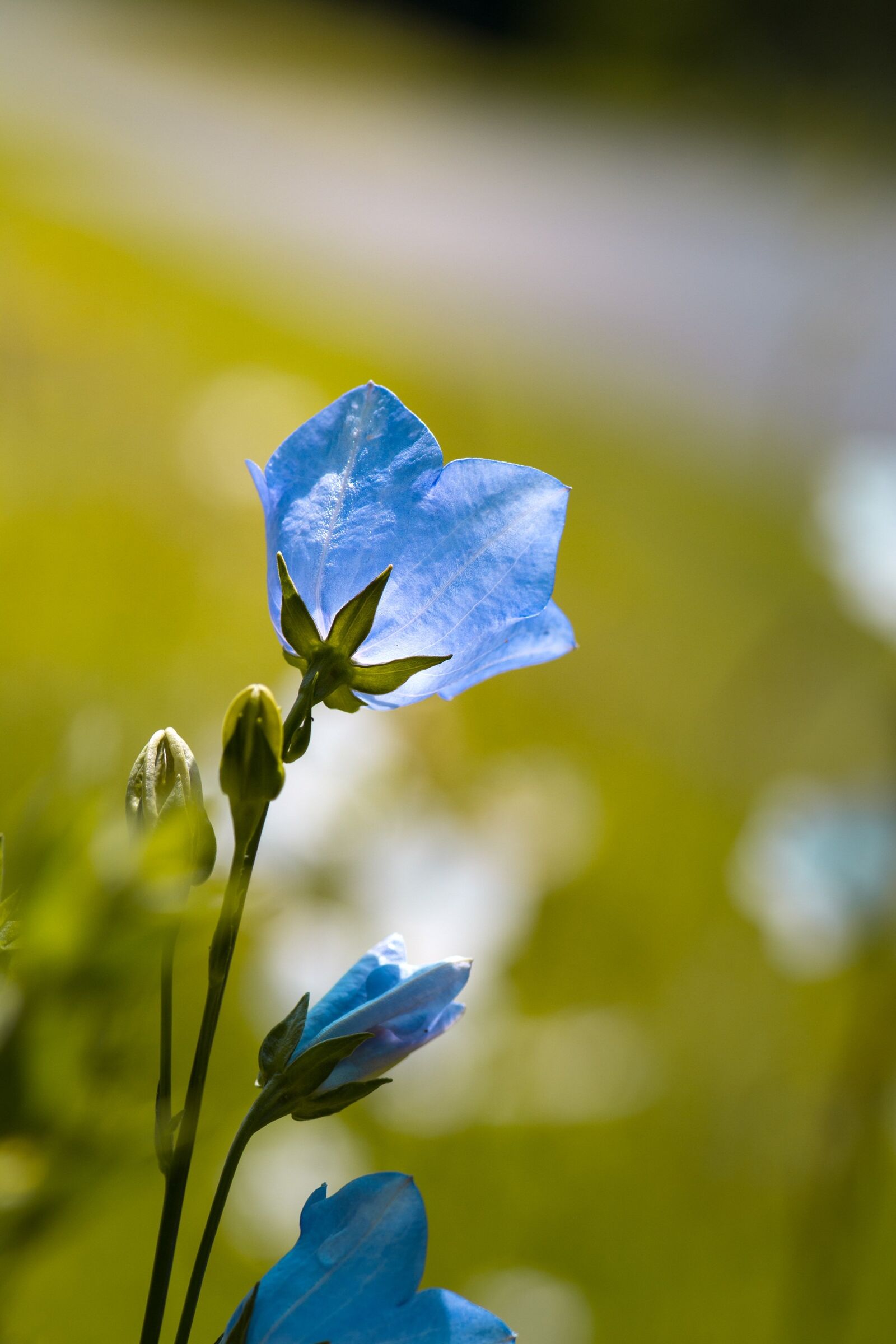 Nikon D7100 sample photo. Flower, bellflower, blue photography