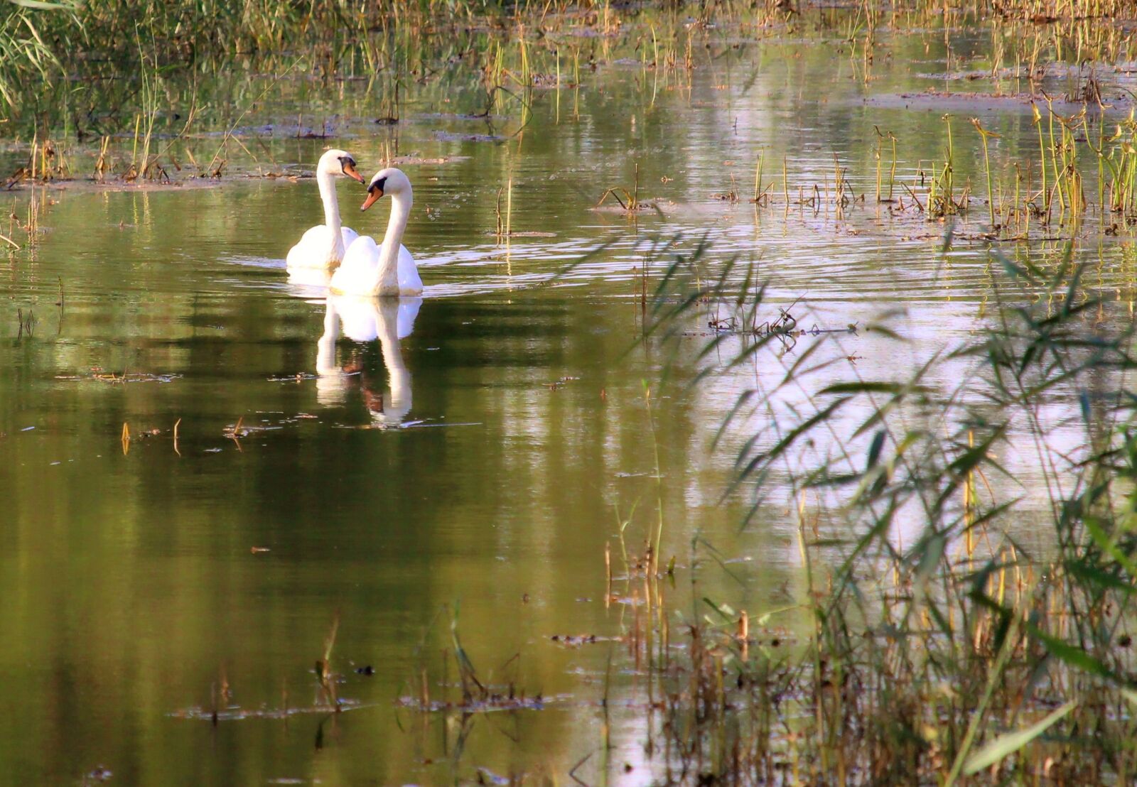 Canon EF-S 55-250mm F4-5.6 IS STM sample photo. Swans, swim, water photography