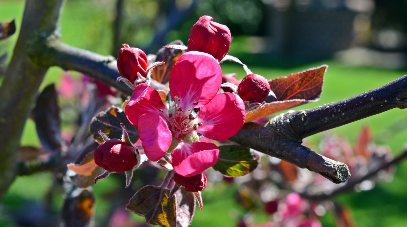 Nikon D5200 sample photo. Fruit tree blossoming, apple photography