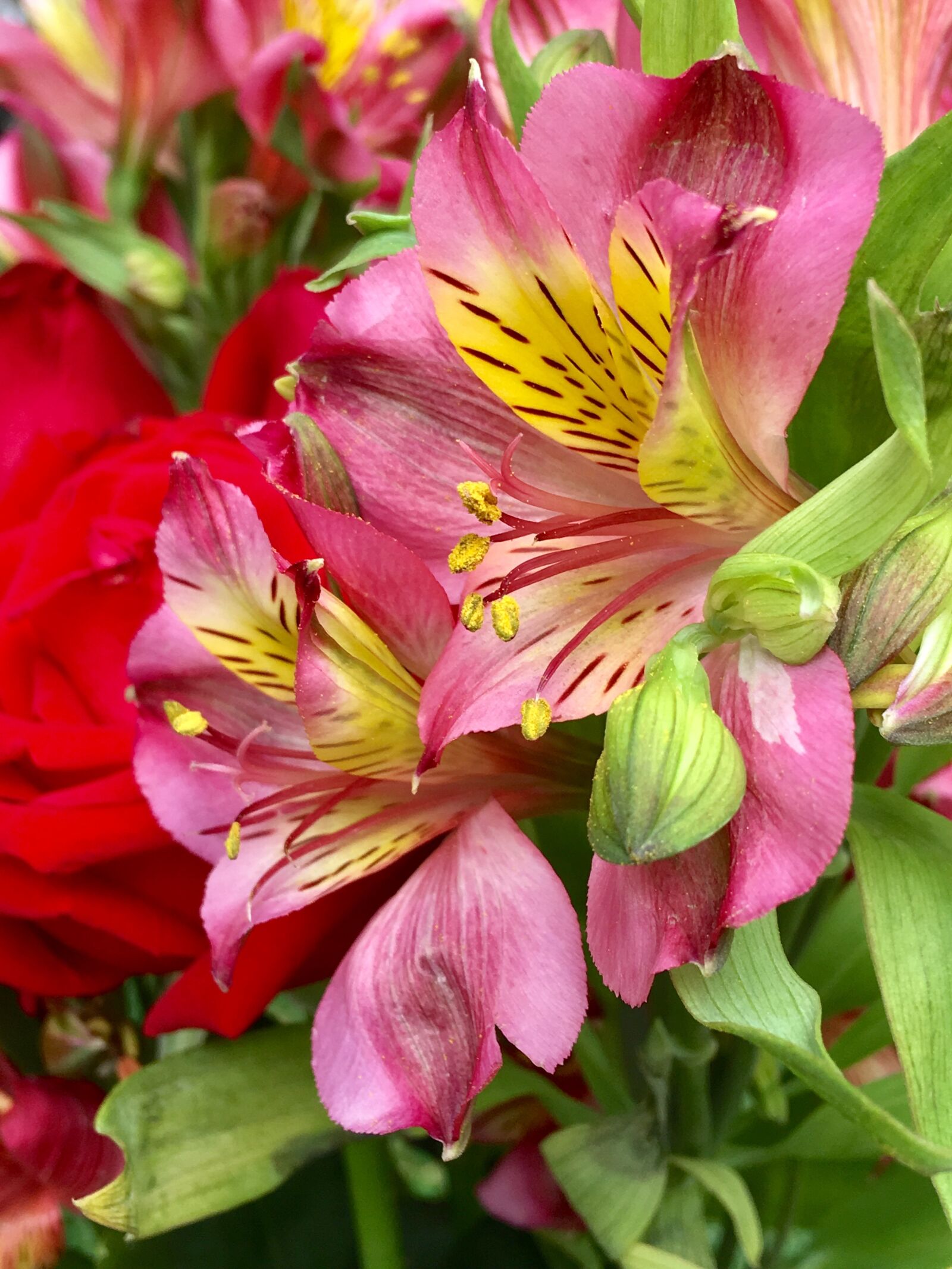 Apple iPhone 6s Plus sample photo. Pink flower, pink petals photography