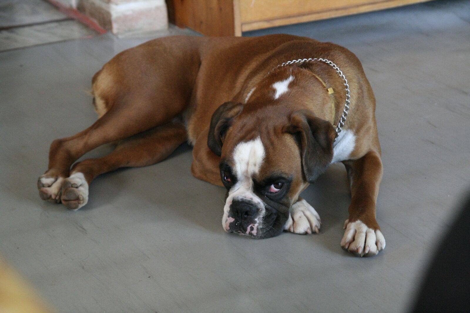 Canon EOS 350D (EOS Digital Rebel XT / EOS Kiss Digital N) sample photo. Bulldog, laying, pet photography