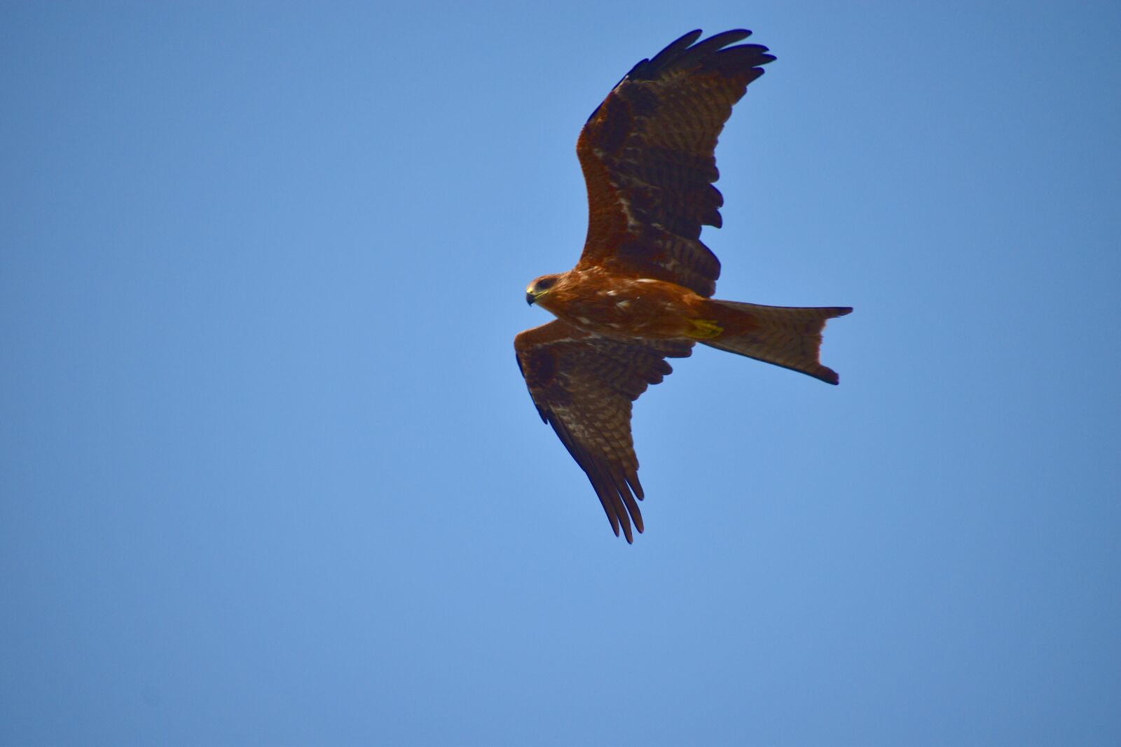 Nikon D5600 sample photo. Milvus migrans, black kite photography