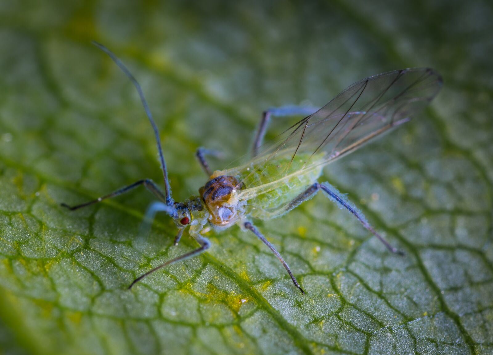 Sony a7R II sample photo. Macro, insect, aphid photography