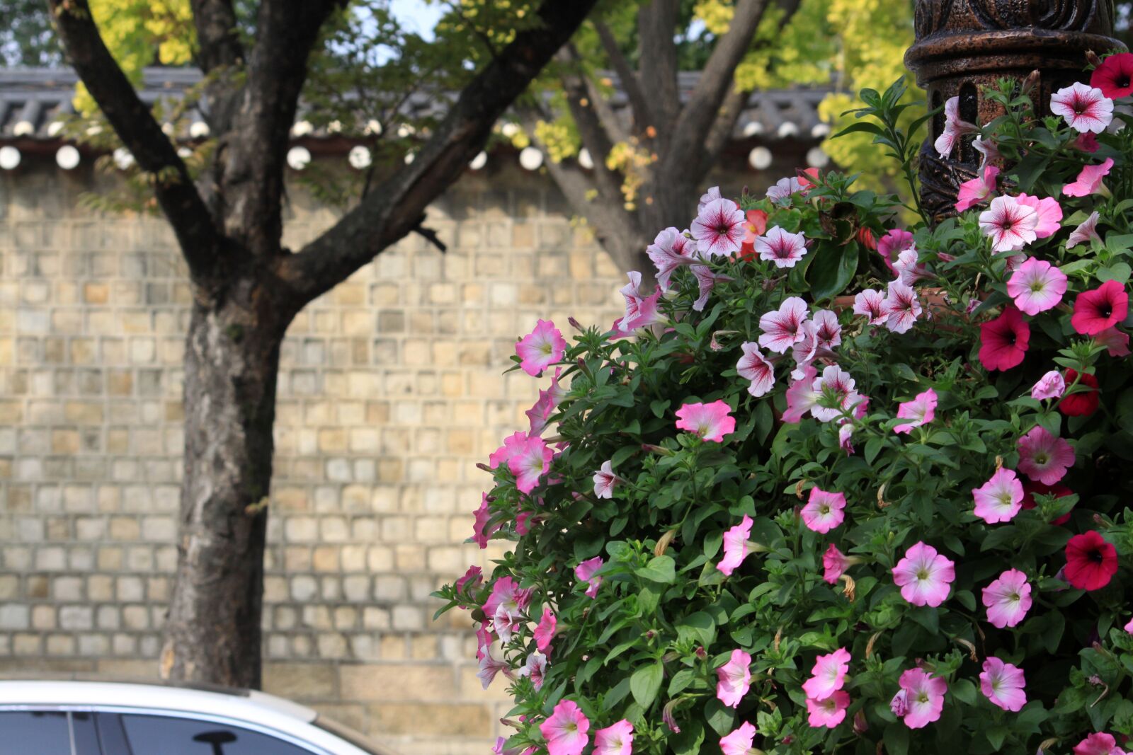 Canon EOS 50D sample photo. Street, flowers, ornament photography