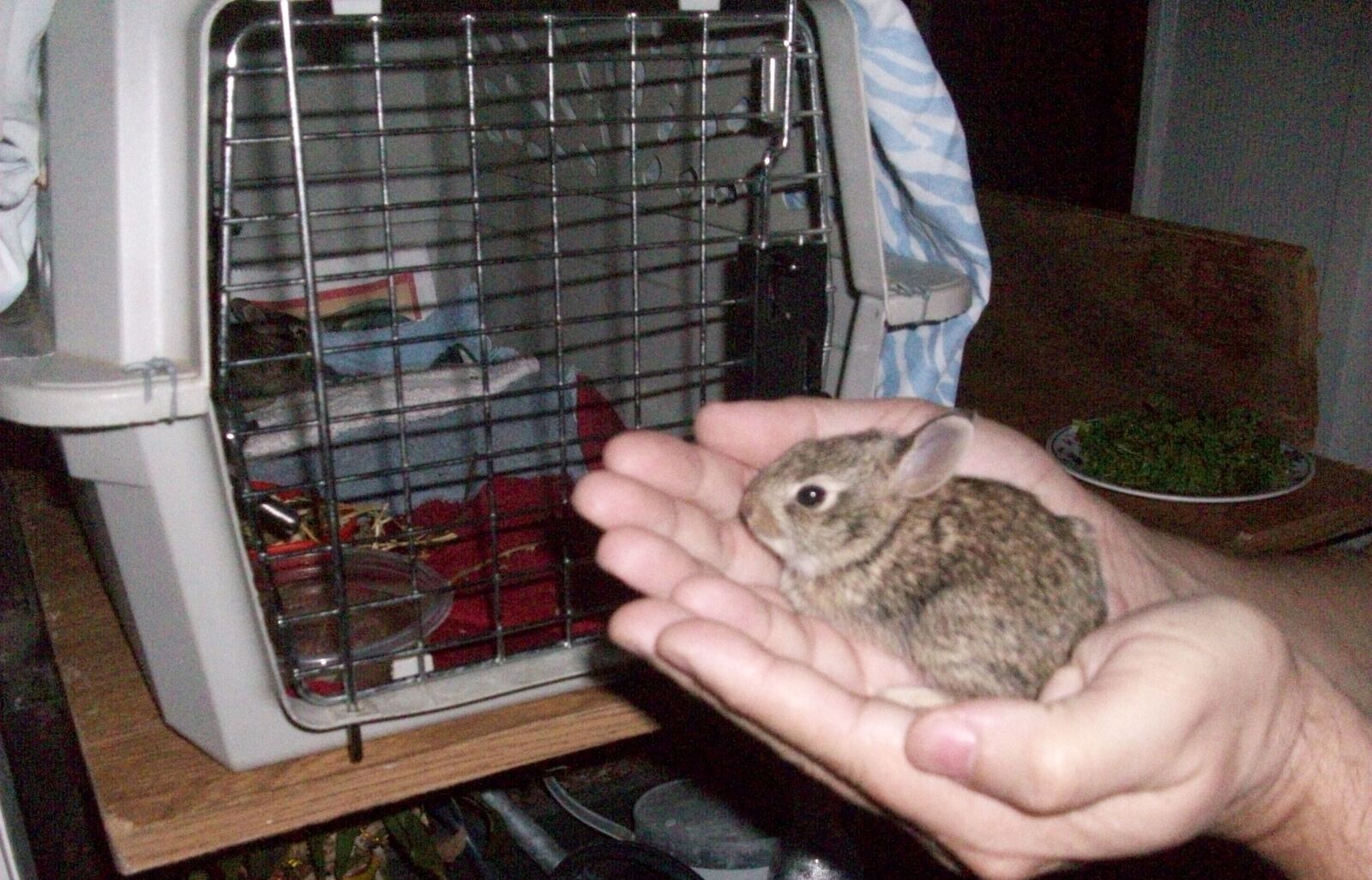 Kodak EASYSHARE M863 DIGITAL CAMERA sample photo. Bunnies, feed, time, hand photography