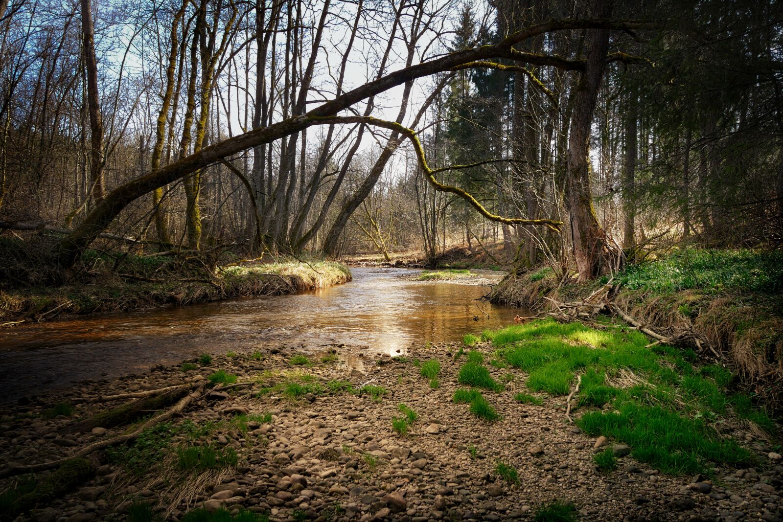 Panasonic Lumix DMC-GX8 sample photo. Nature, waters, tree photography