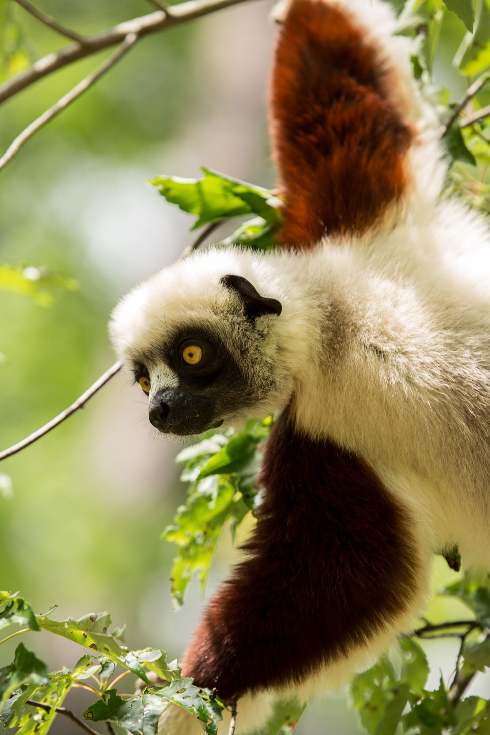 Canon EOS 6D sample photo. Lemur, coquerel's sifaka, sifaka photography