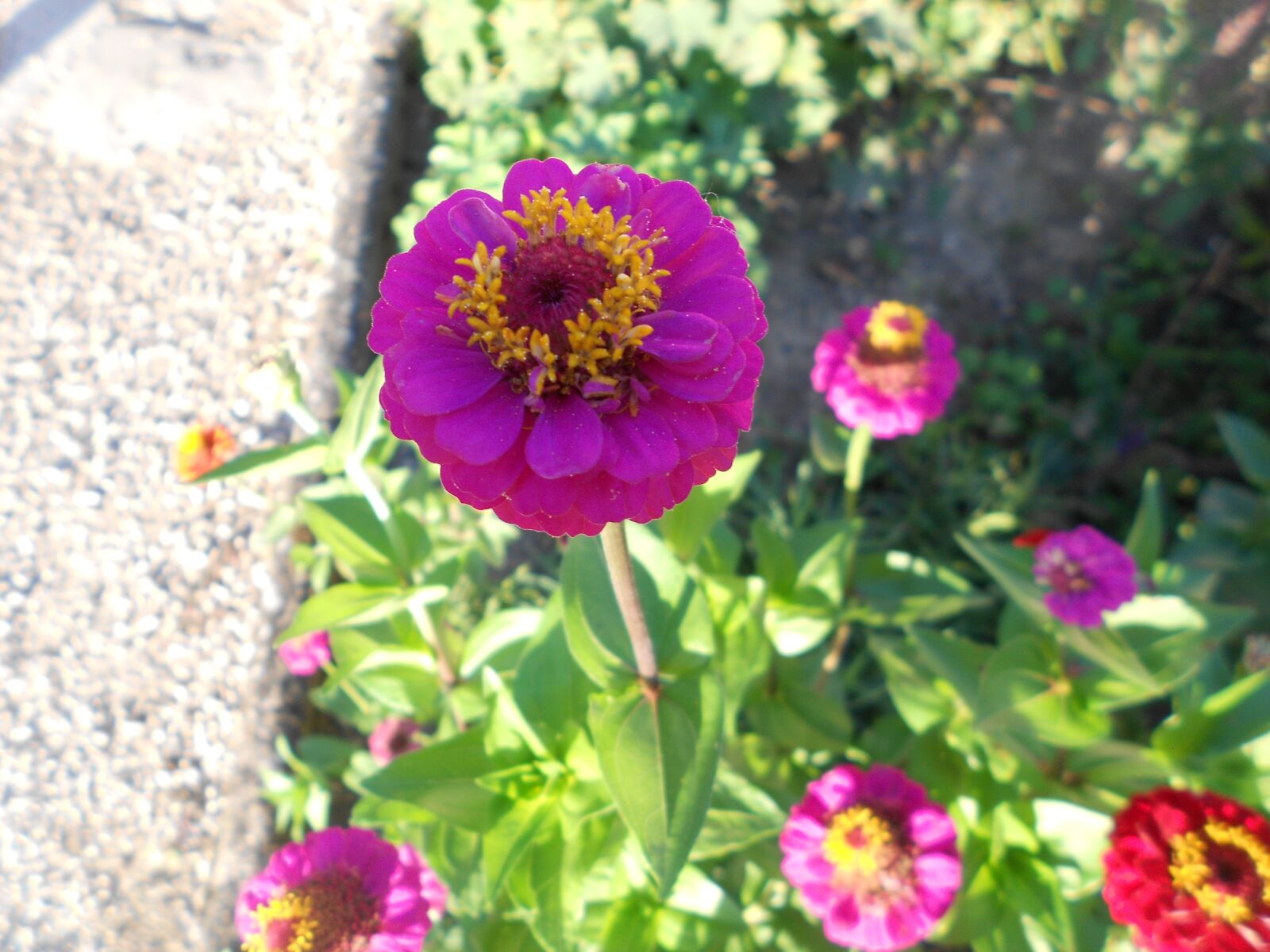 Nikon COOLPIX S2600 sample photo. Pink flower, field, garden photography