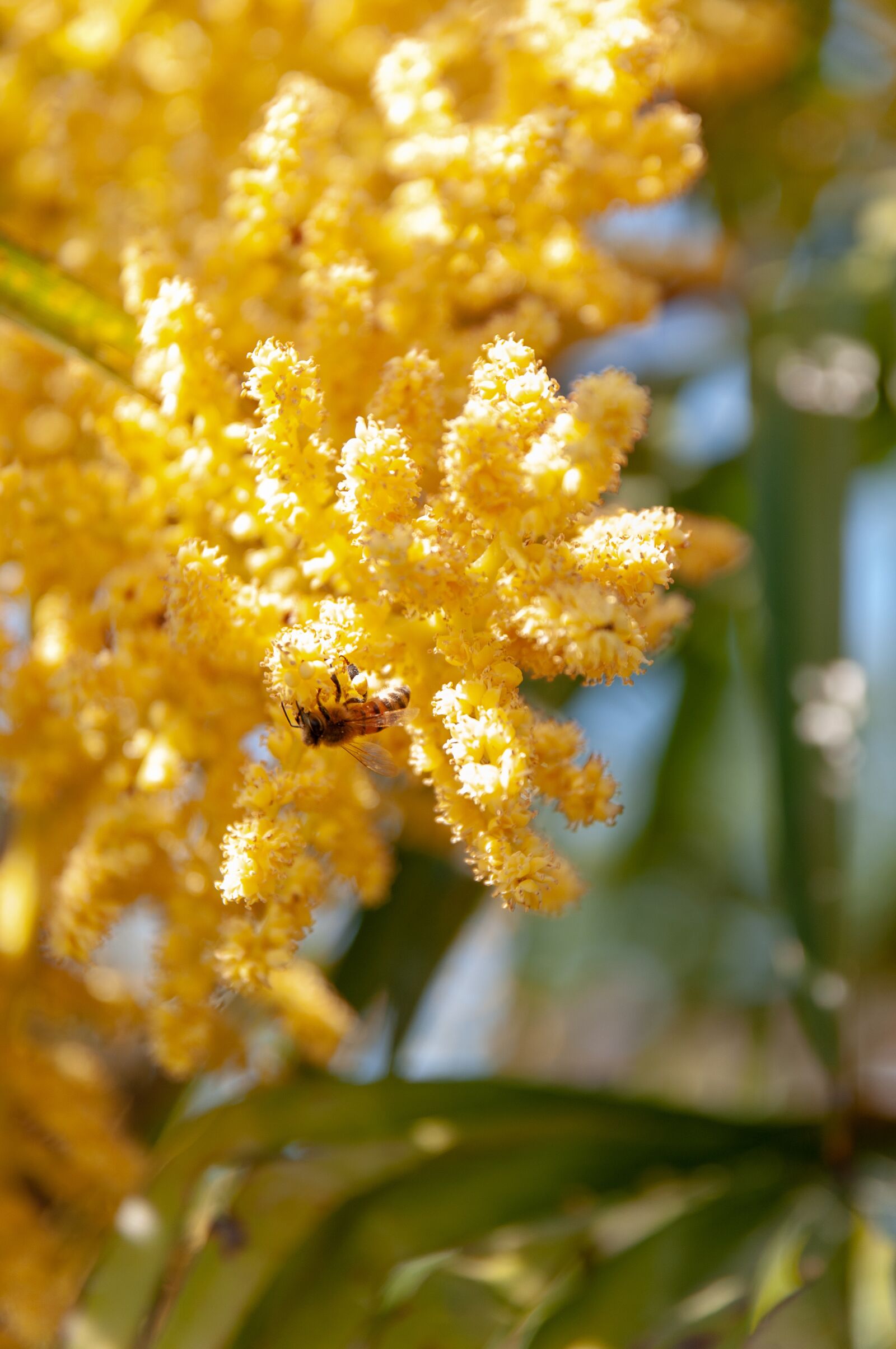 Nikon D300S sample photo. Wild bees, bees, insect photography