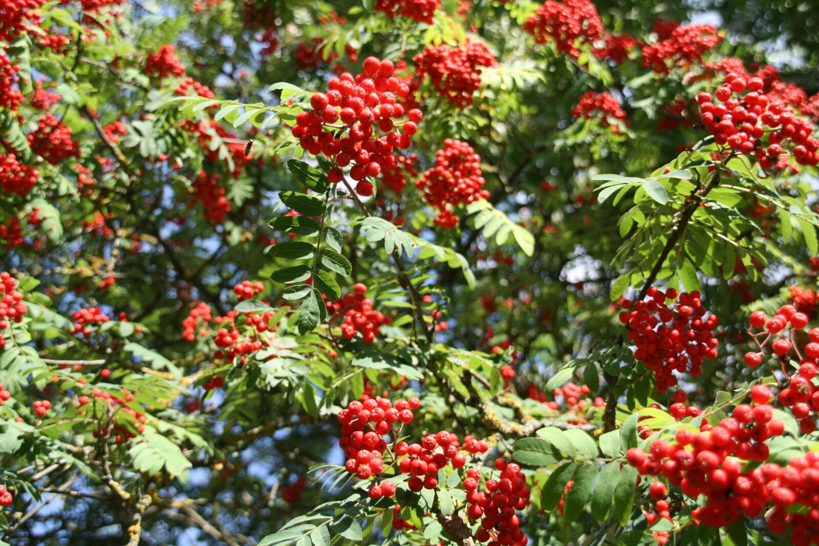 Canon EOS 400D (EOS Digital Rebel XTi / EOS Kiss Digital X) sample photo. Bush, nature, tree photography