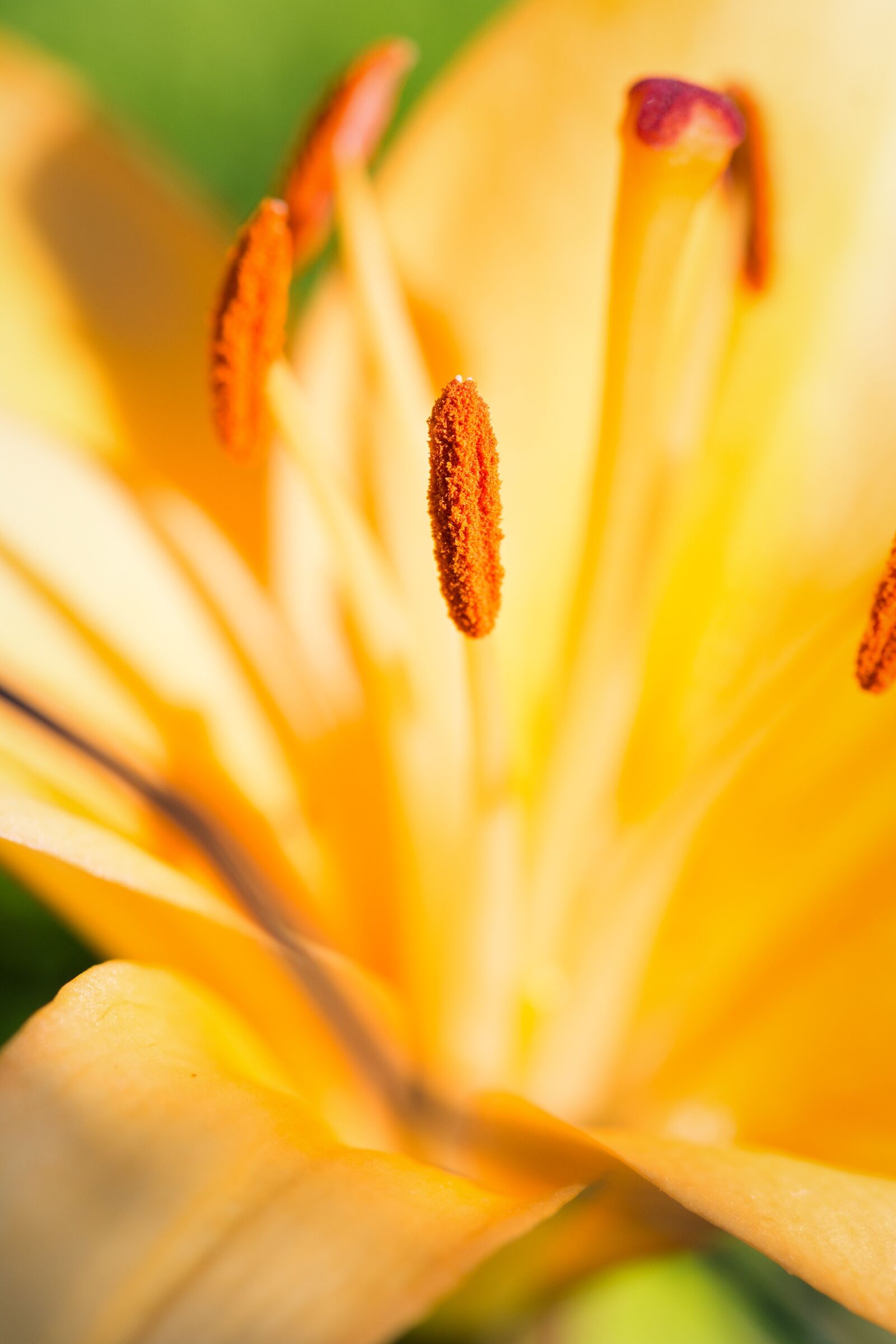 Nikon D7100 sample photo. Lily, blossom, bloom photography