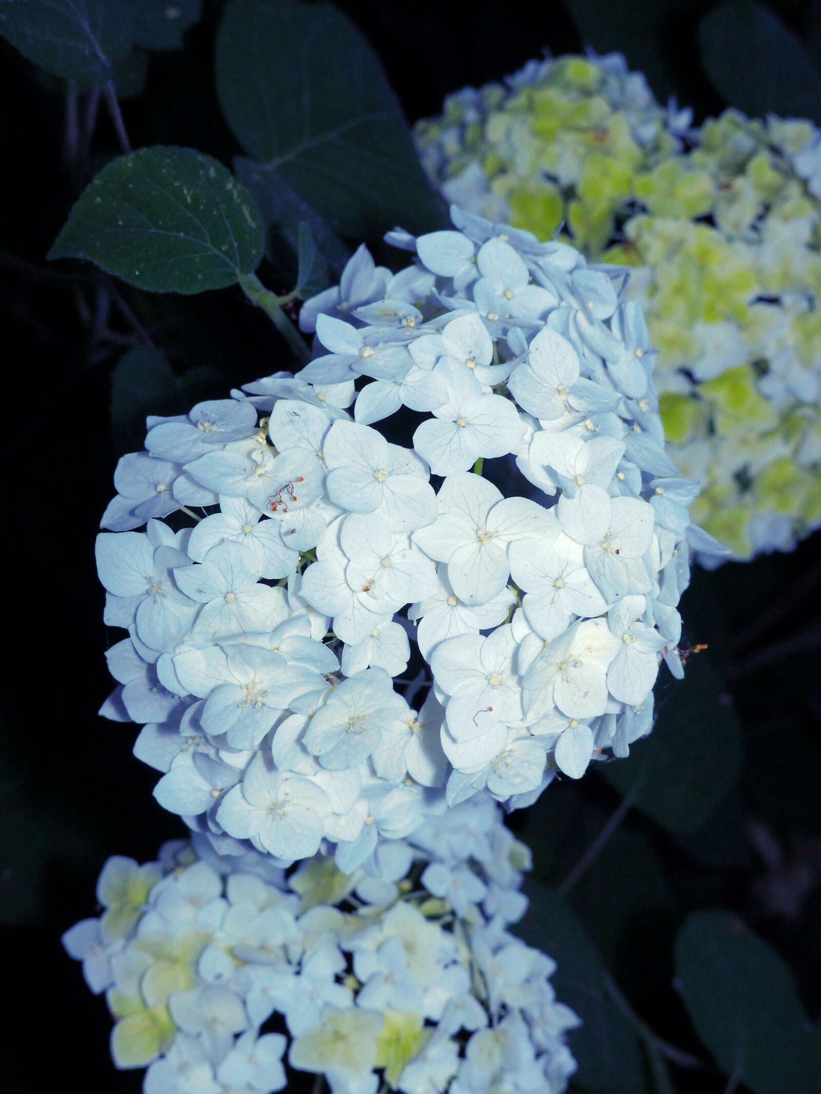 Panasonic Lumix DMC-FZ200 sample photo. Hydrangea, flowers, flora photography