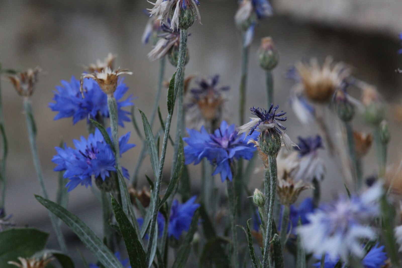 Canon EOS 1200D (EOS Rebel T5 / EOS Kiss X70 / EOS Hi) sample photo. Summer, flowers, cornflower photography