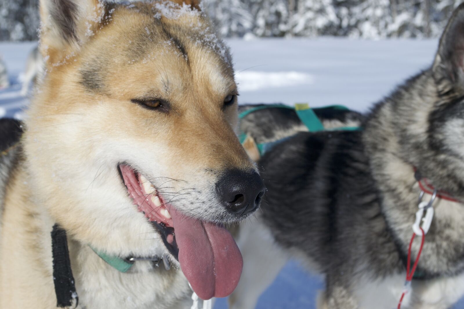 Nikon D3100 sample photo. Husky, snow, sweden photography
