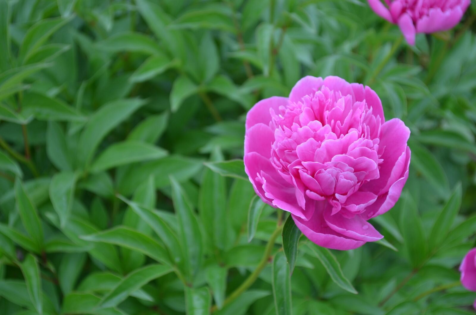 Nikon D5100 sample photo. Pink, flower, blossom photography
