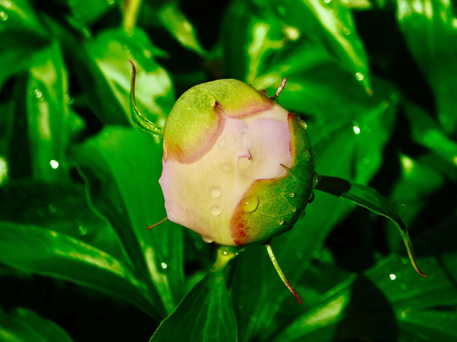 Nikon Coolpix B500 sample photo. Peony, bud, pink photography