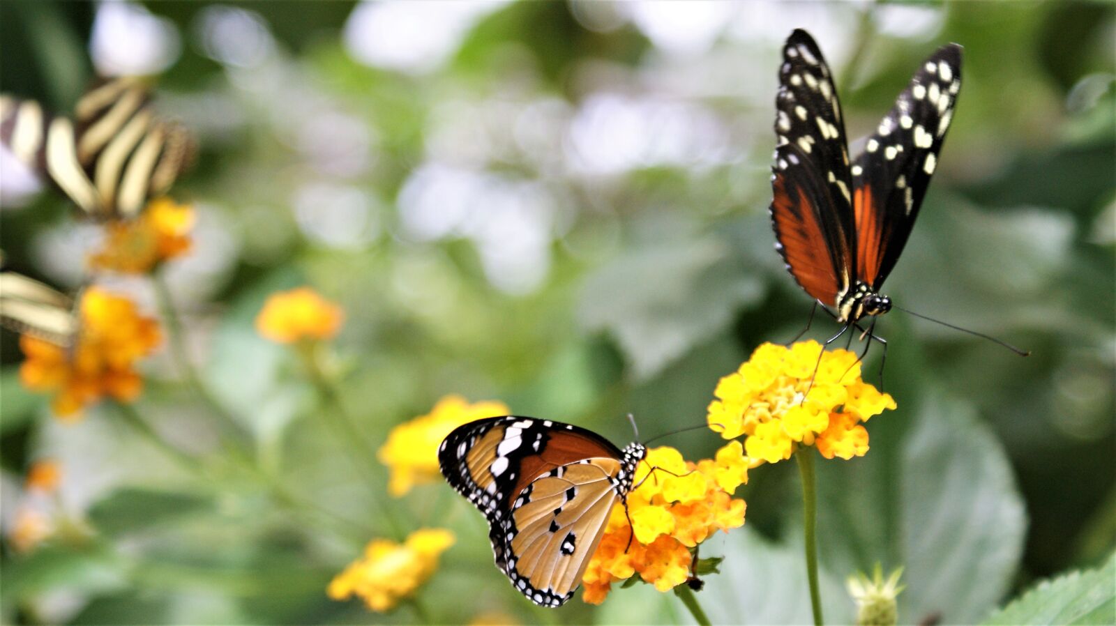 Sony Alpha DSLR-A350 sample photo. Butterflies, flowers, bug photography