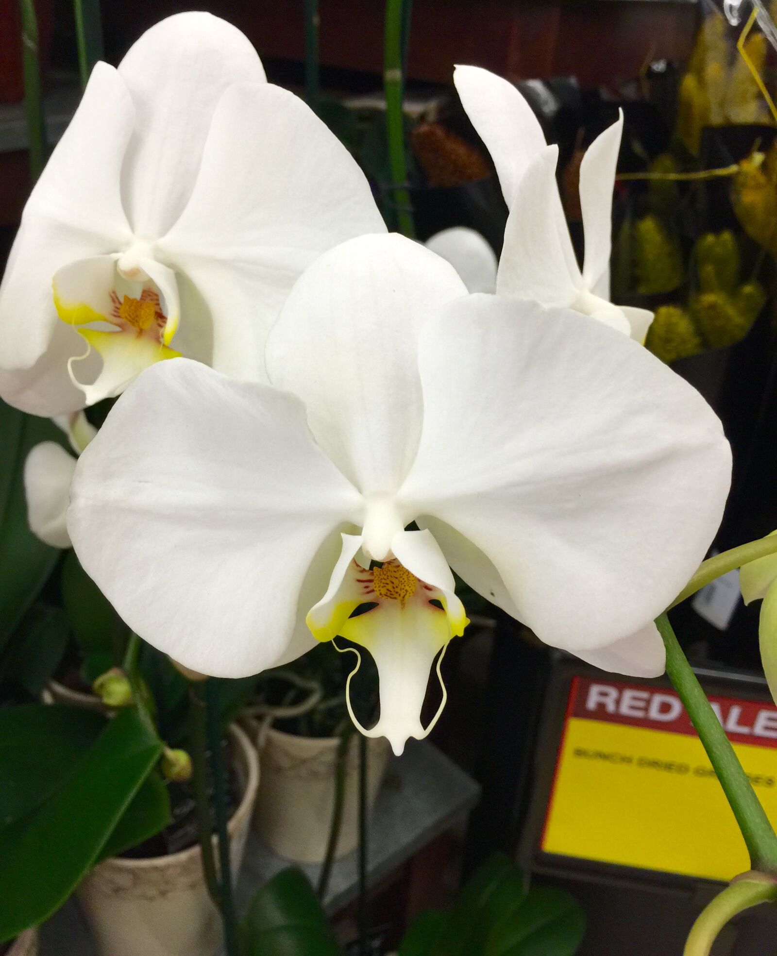 iPhone 6 Plus back camera 4.15mm f/2.2 sample photo. Bloom, blossom, close, flowers photography