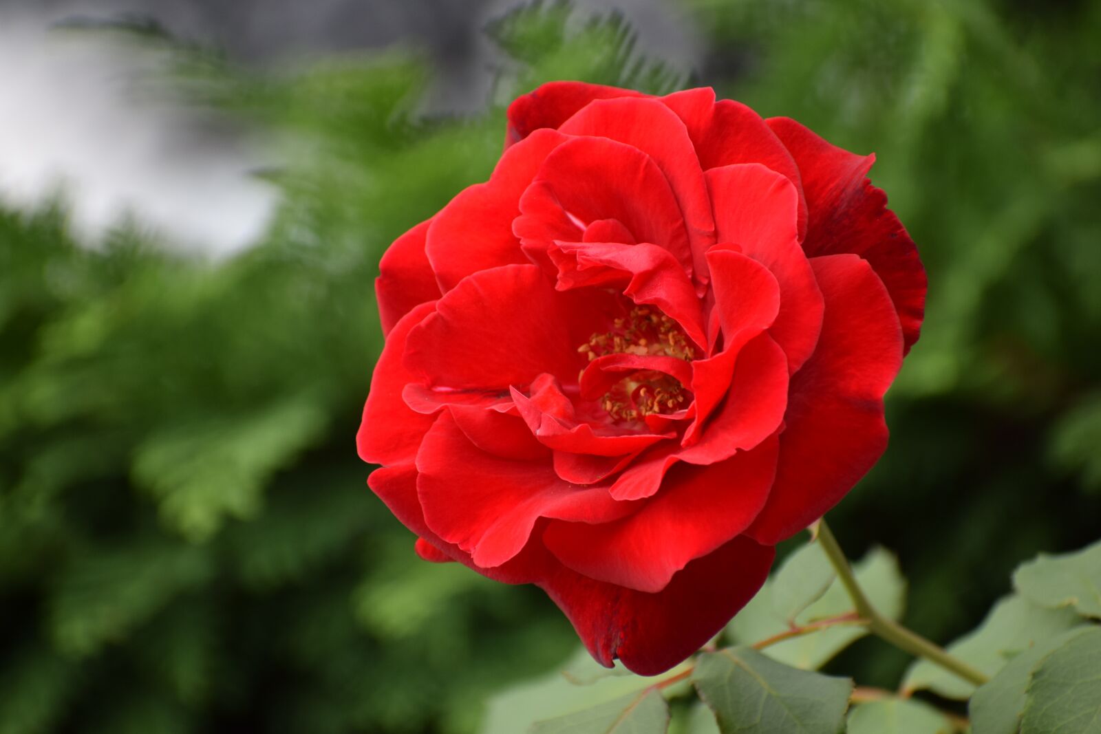 Nikon D3300 sample photo. Red rose, blooming, romantic photography