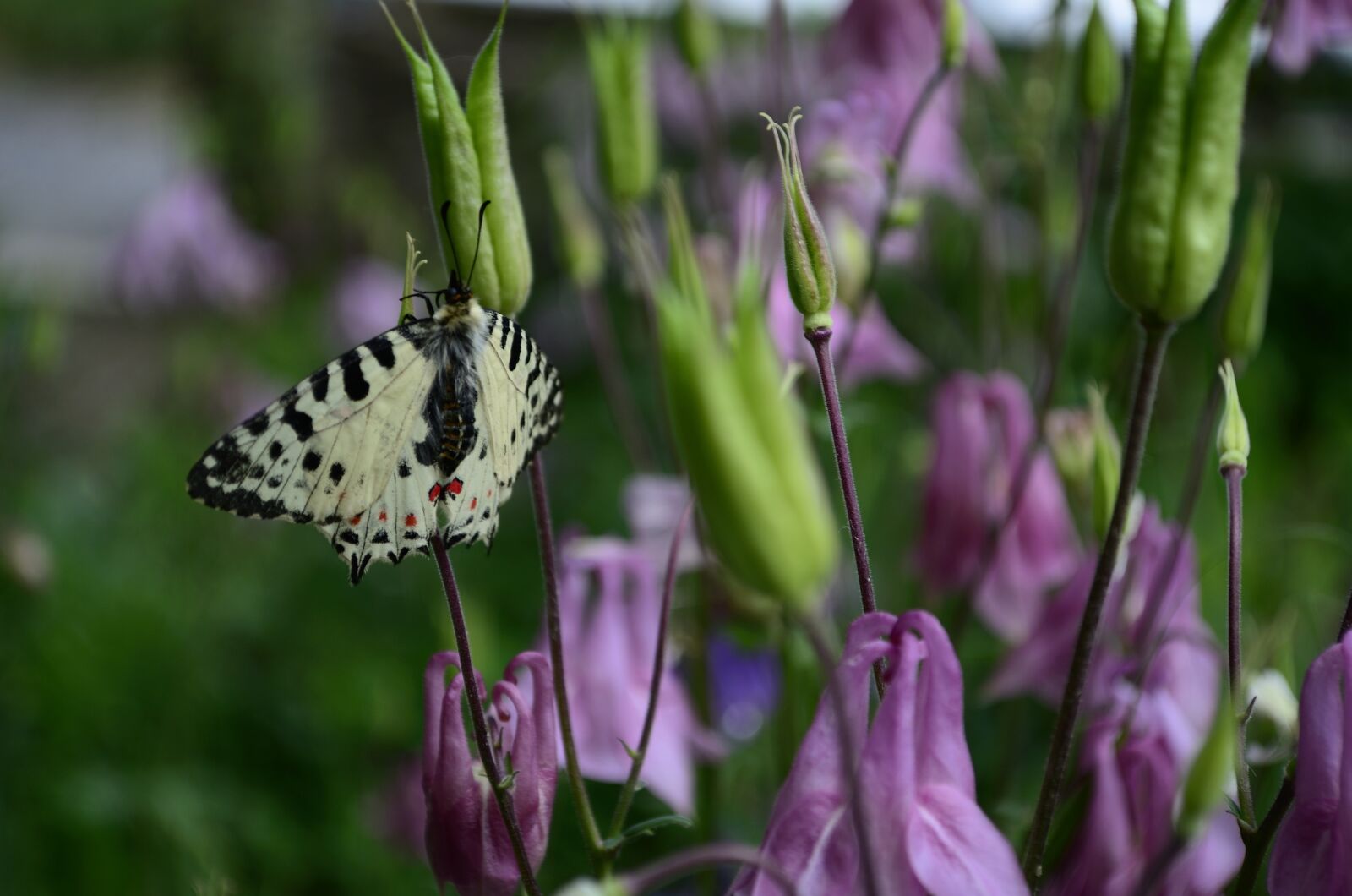 Nikon D5100 sample photo. Butterfly, nature, floral photography