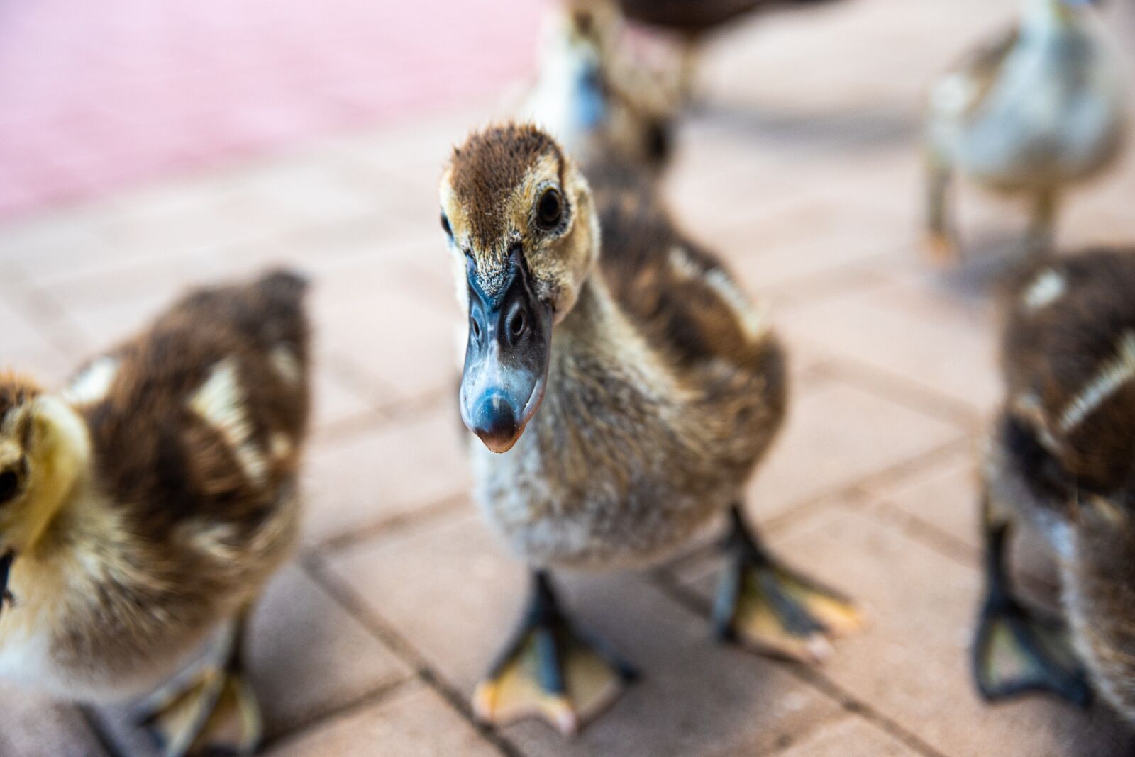 Tamron SP 24-70mm F2.8 Di VC USD sample photo. Ducklings, fluffy, cute photography