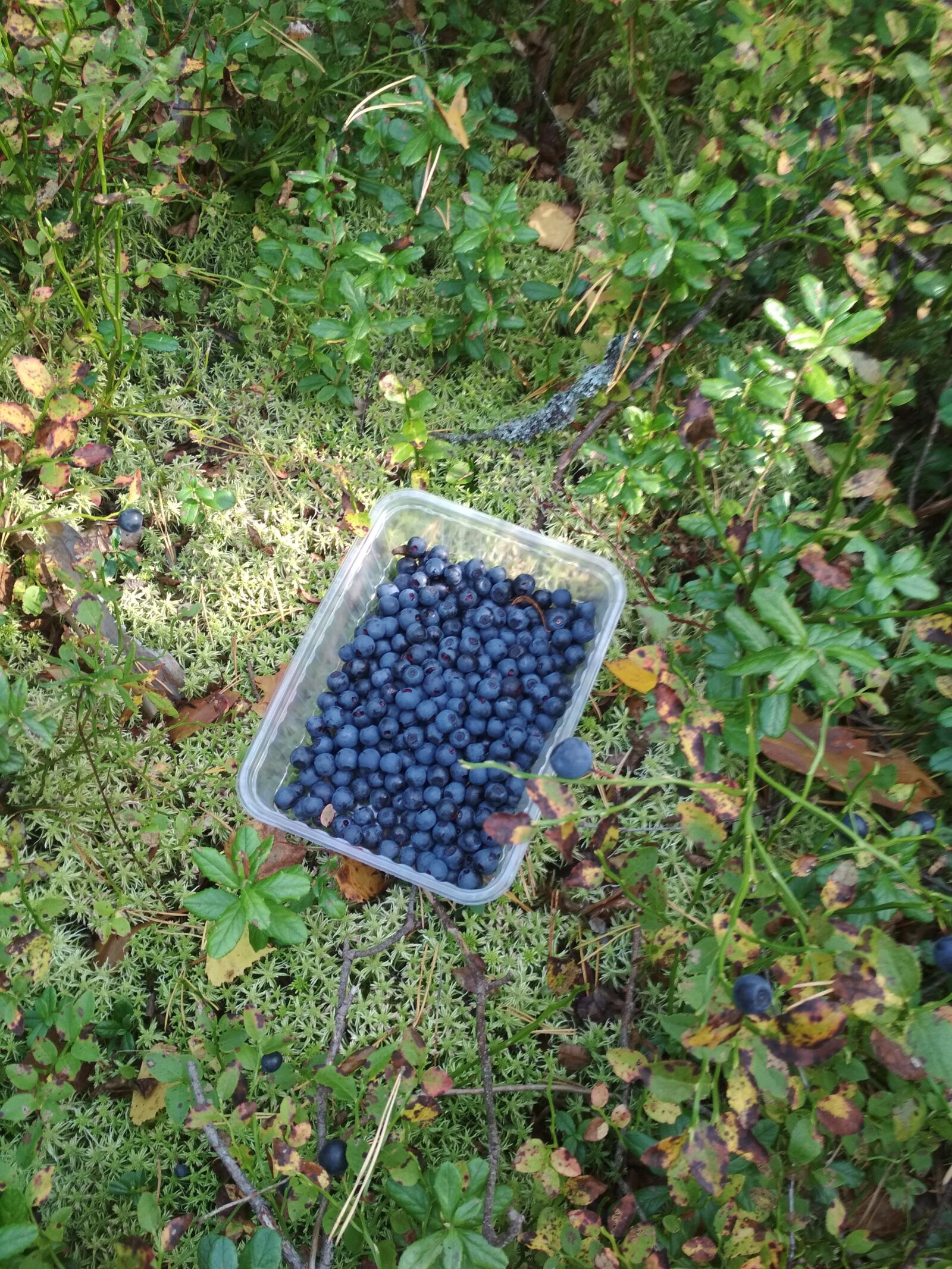 Xiaomi Redmi 4X sample photo. Blueberry, fruit, healthy photography