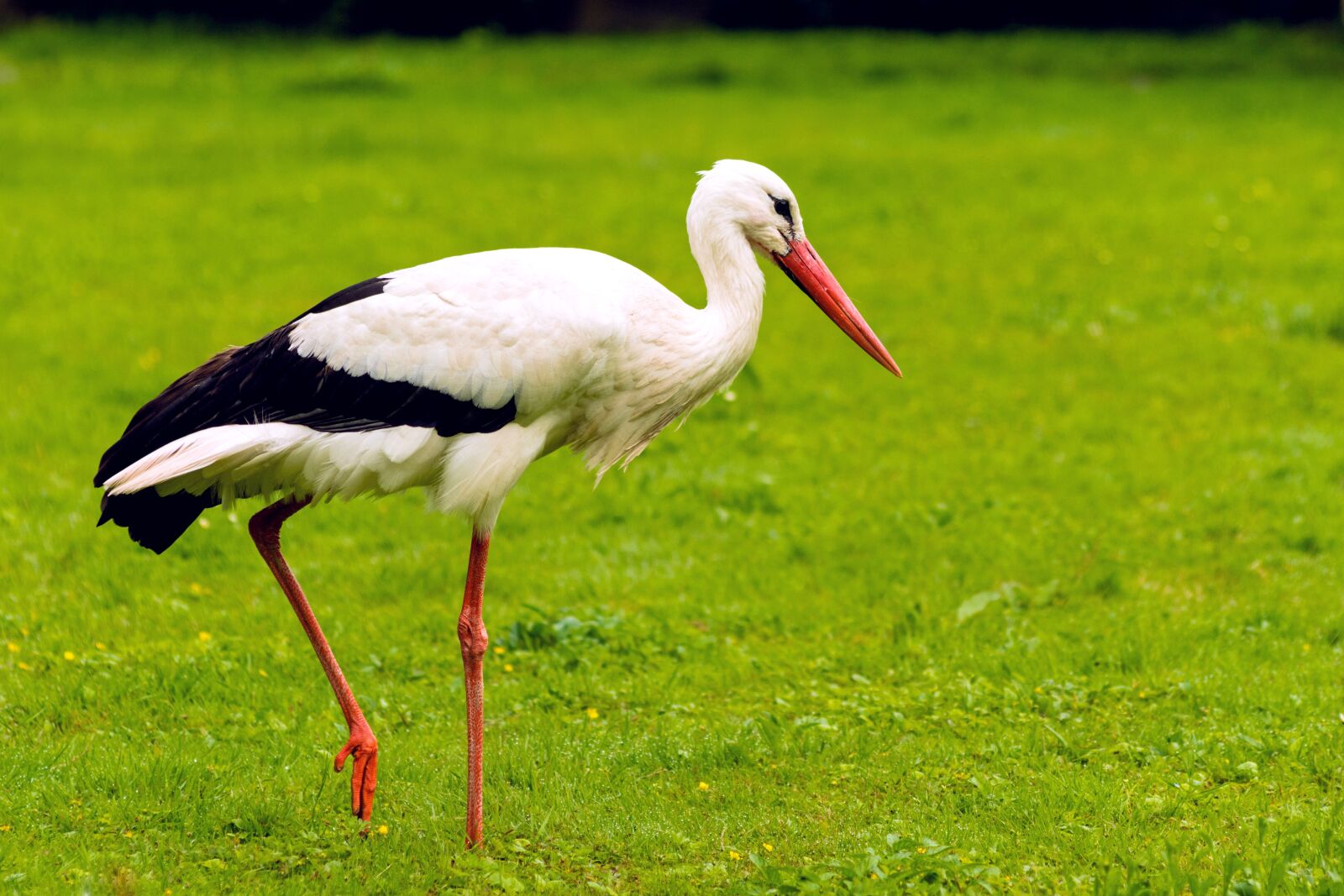 Nikon D7200 sample photo. Stork, green, nature photography
