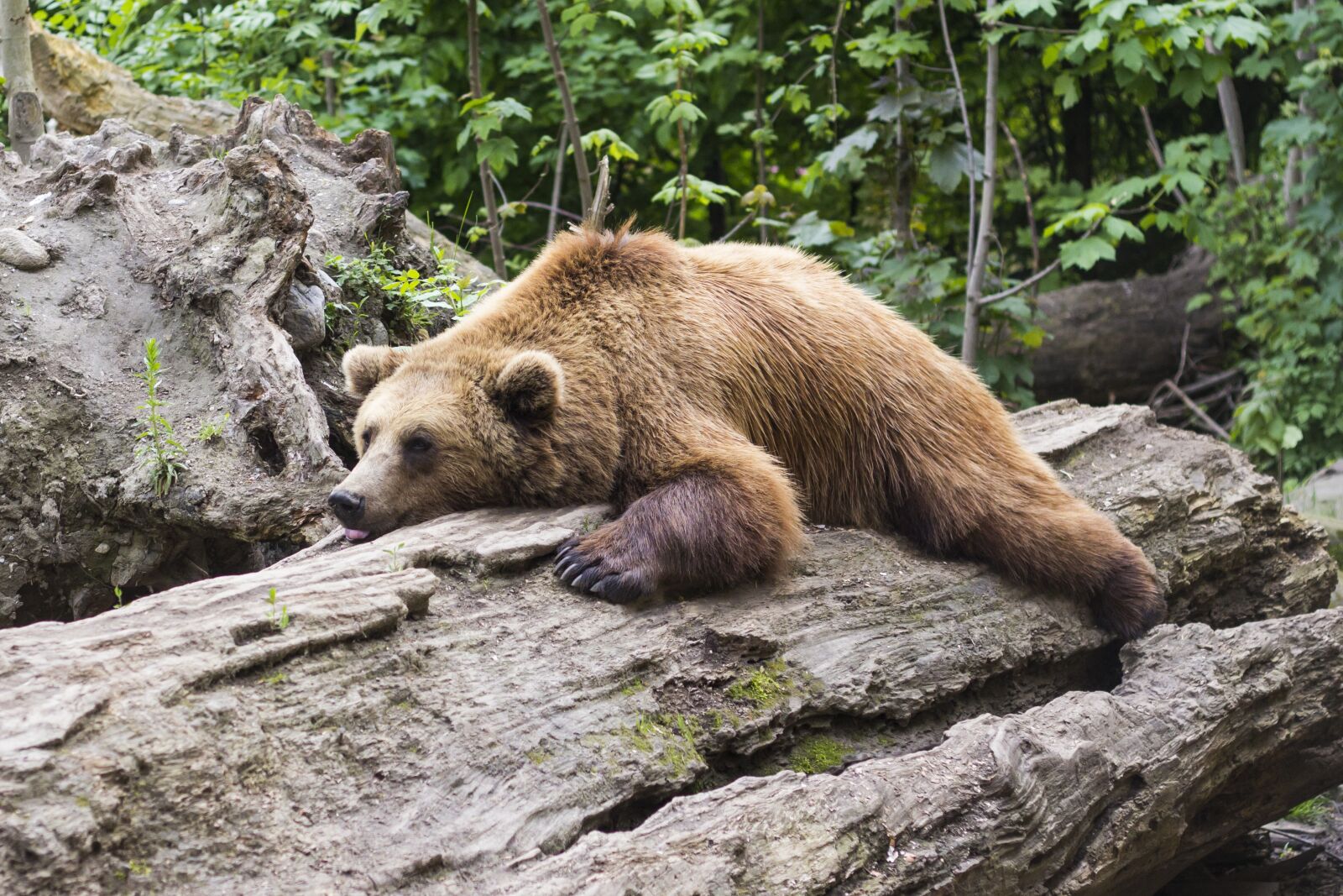 Canon EOS 60D + Canon EF 50mm F1.8 II sample photo. Bear, predator, zoo photography