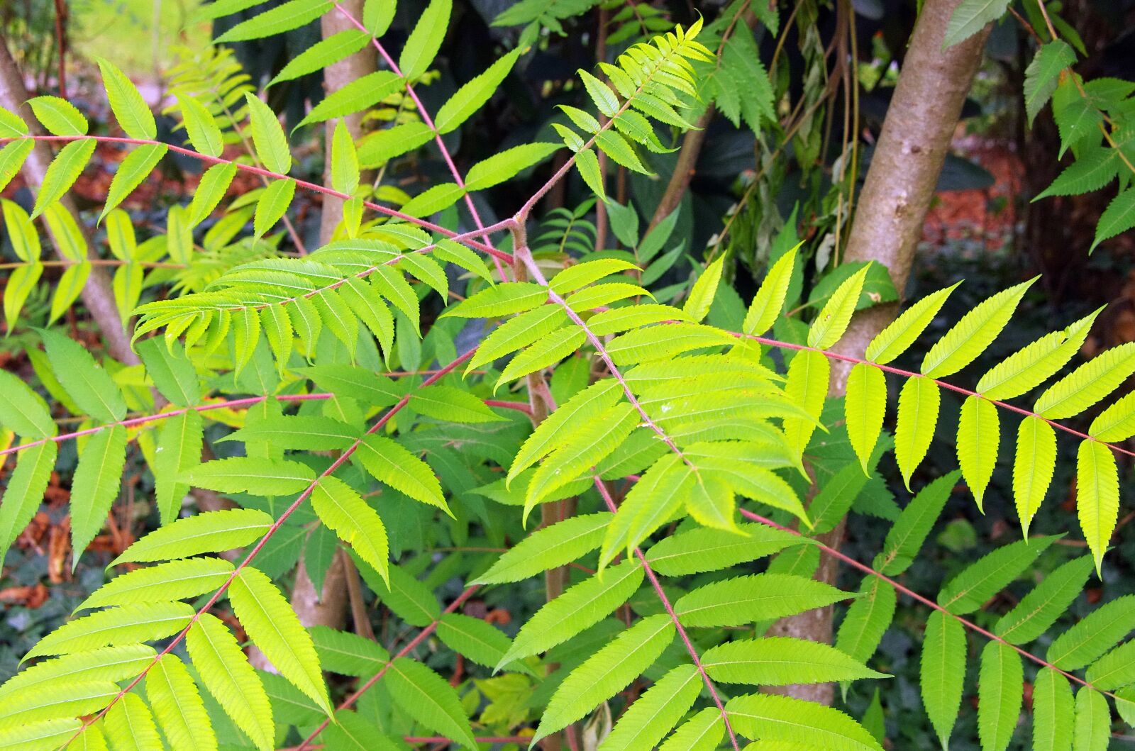 Pentax K-5 sample photo. Sumac, rhus typhyna, staghorn photography