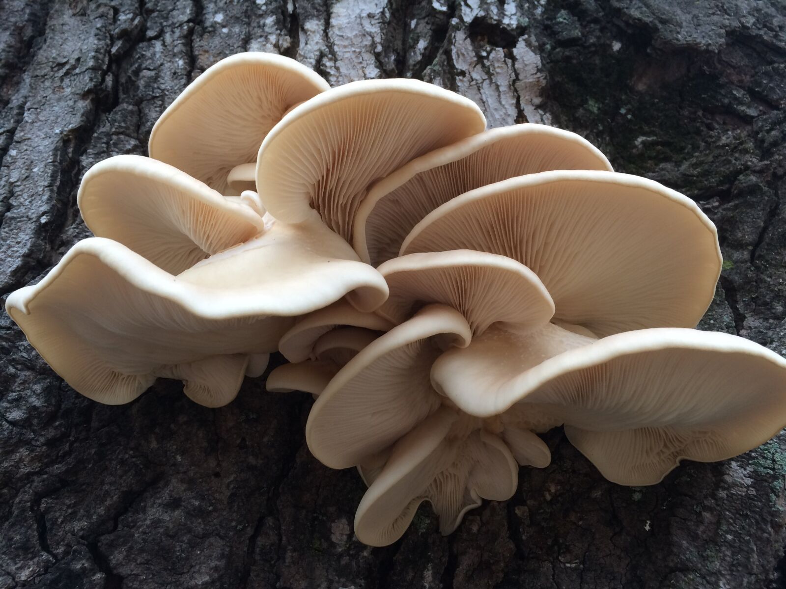 Apple iPhone 5s sample photo. Mushroom, after rain, old photography