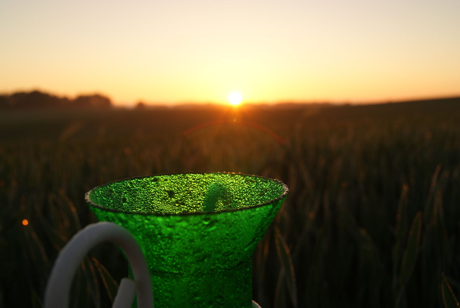 Sony Alpha DSLR-A230 sample photo. Collect, green, morning, orange photography