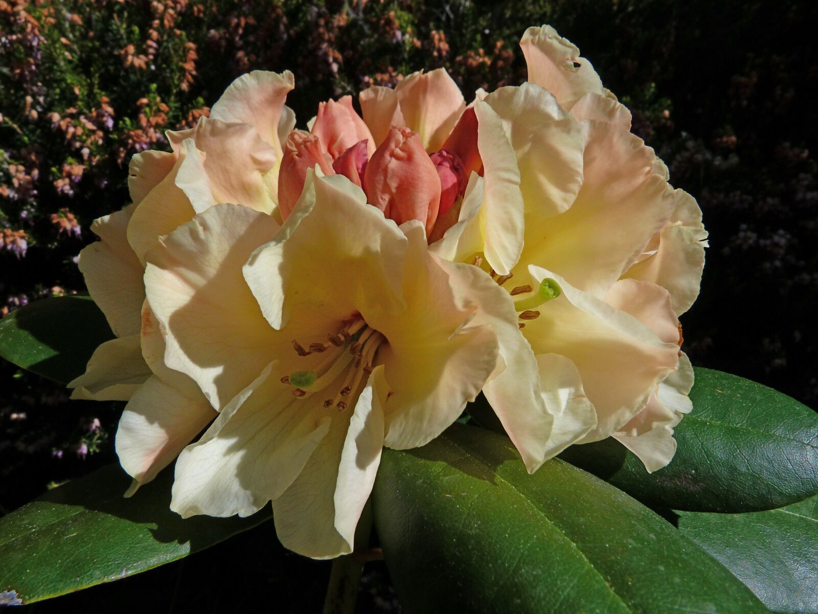 Panasonic Lumix DMC-FZ40 (Lumix DMC-FZ45) sample photo. Rhododendron, flowers, macro photography