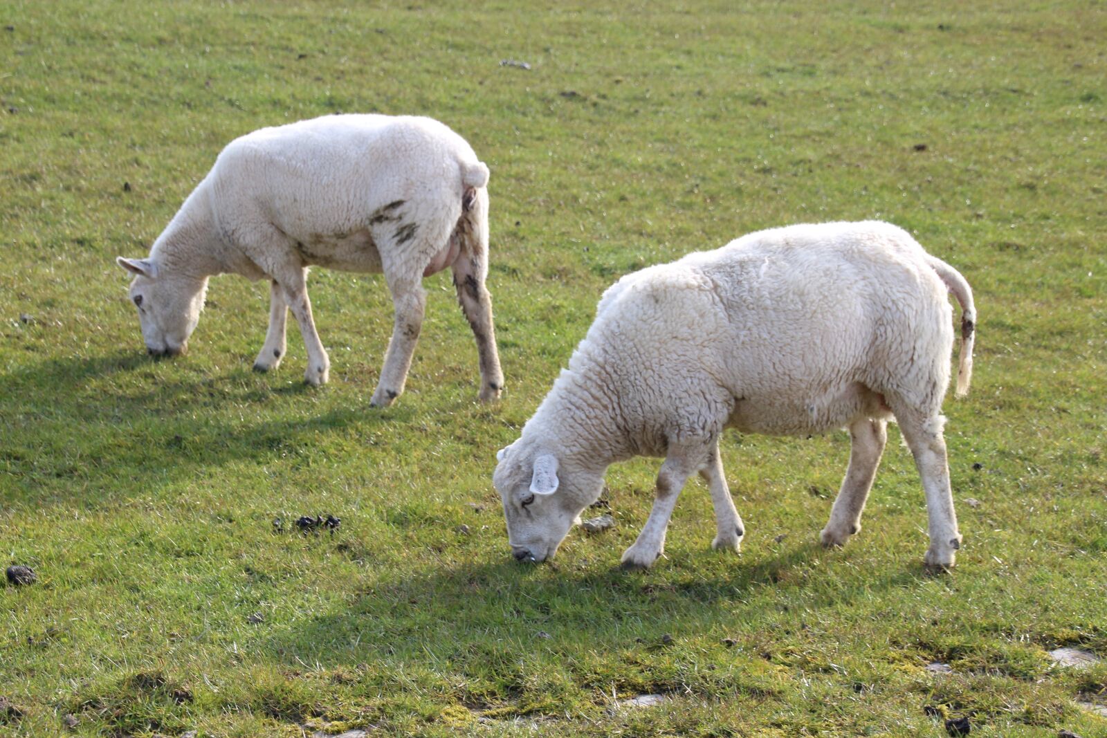 Canon EOS 1200D (EOS Rebel T5 / EOS Kiss X70 / EOS Hi) sample photo. Sheep, lamb, animals photography