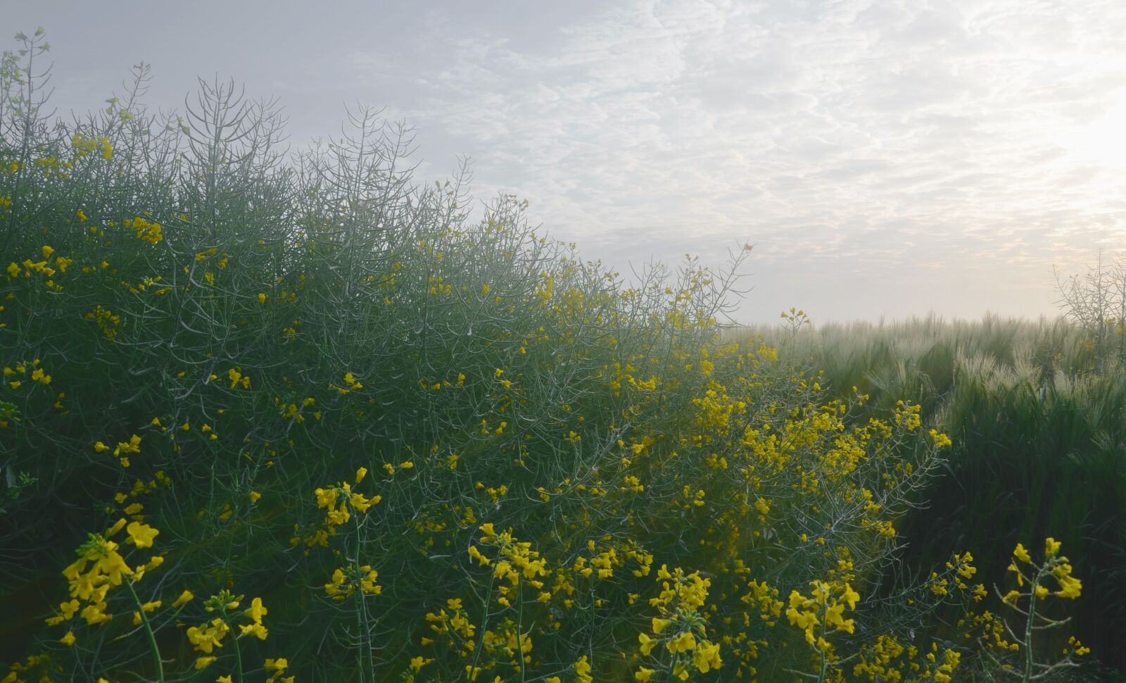 Nikon D7000 sample photo. Rape, barley, dawn photography