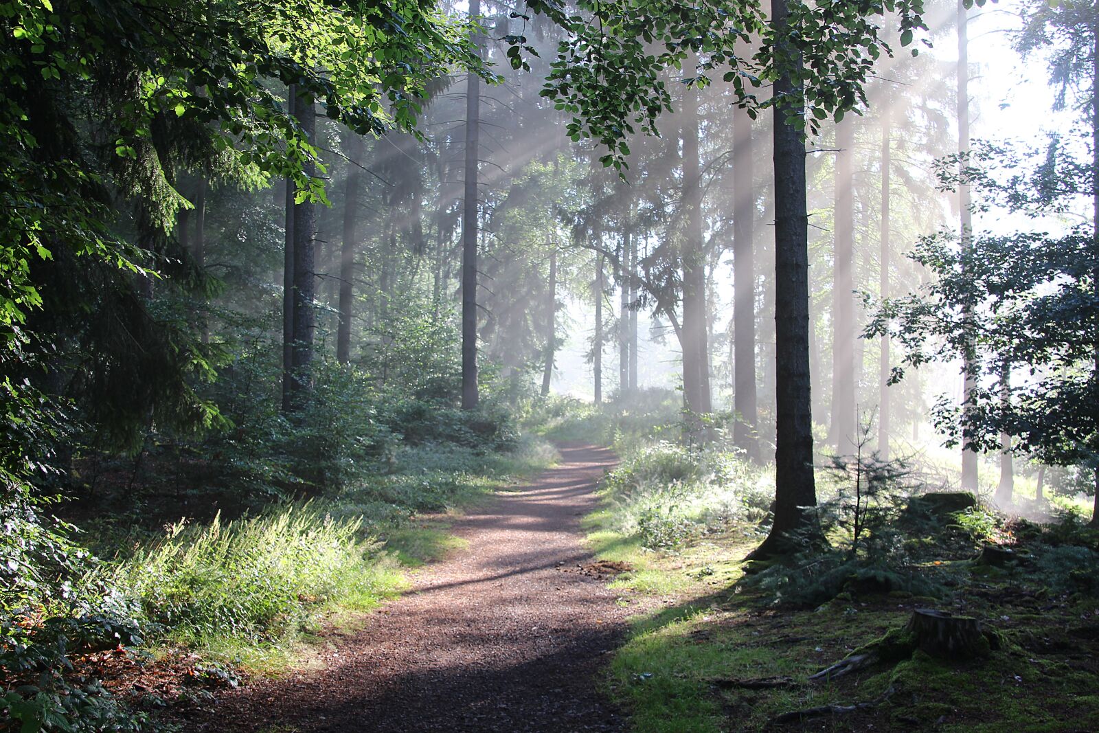 Canon EOS 700D (EOS Rebel T5i / EOS Kiss X7i) sample photo. Forest, nature, forest path photography