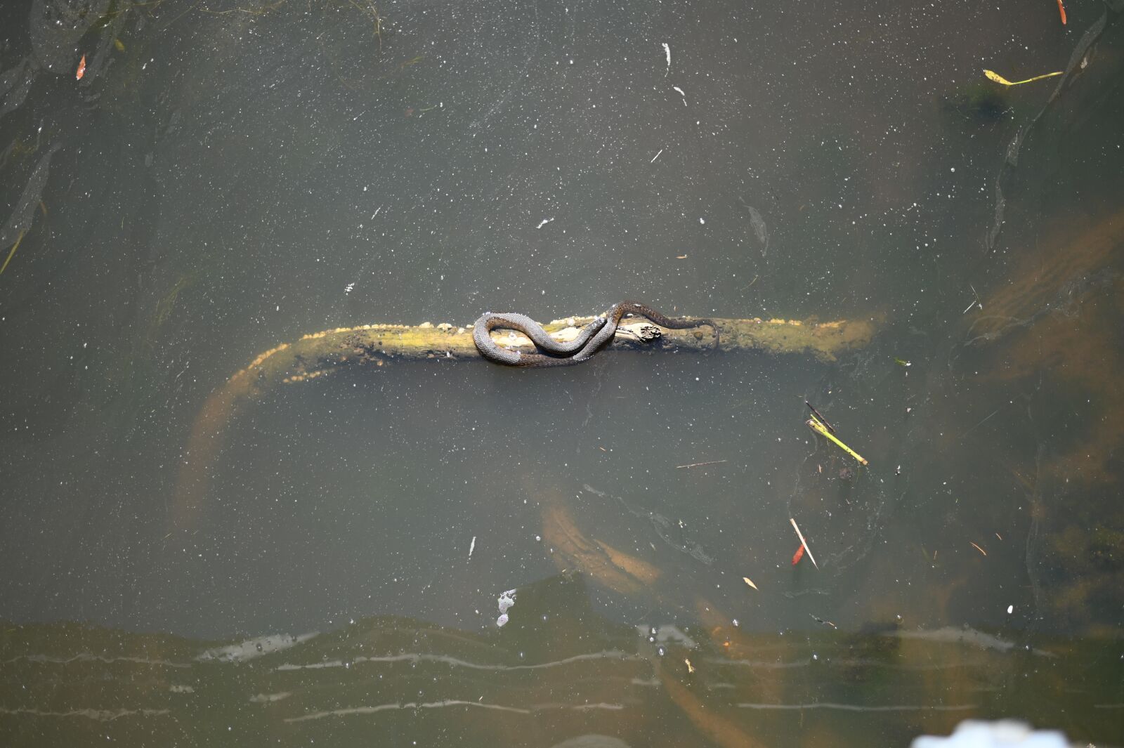 Nikon Z6 sample photo. Snake, swamp, serpent photography