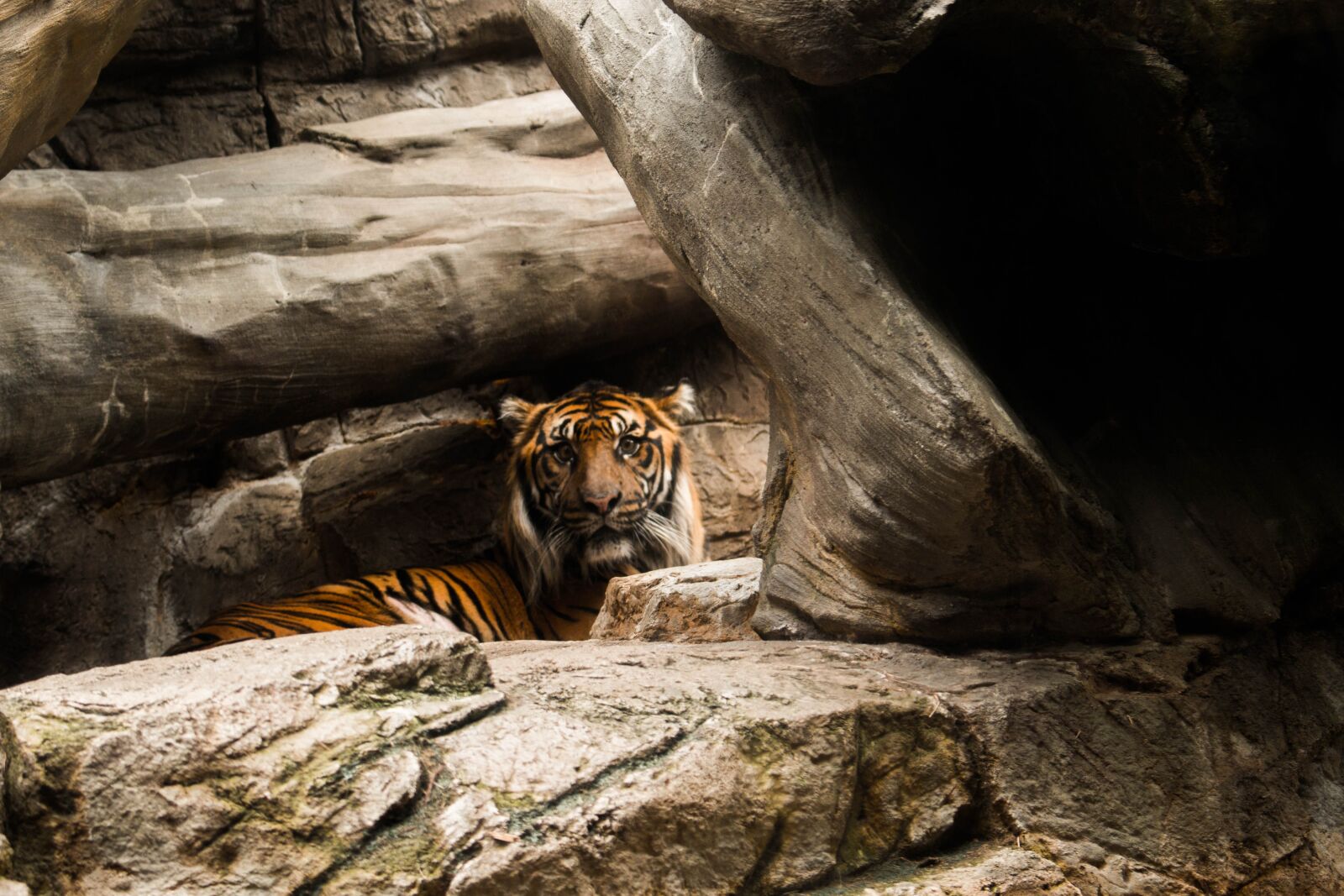 Canon EOS 70D + Canon EF-S 18-55mm F3.5-5.6 IS STM sample photo. Tiger, wildlife, animal photography