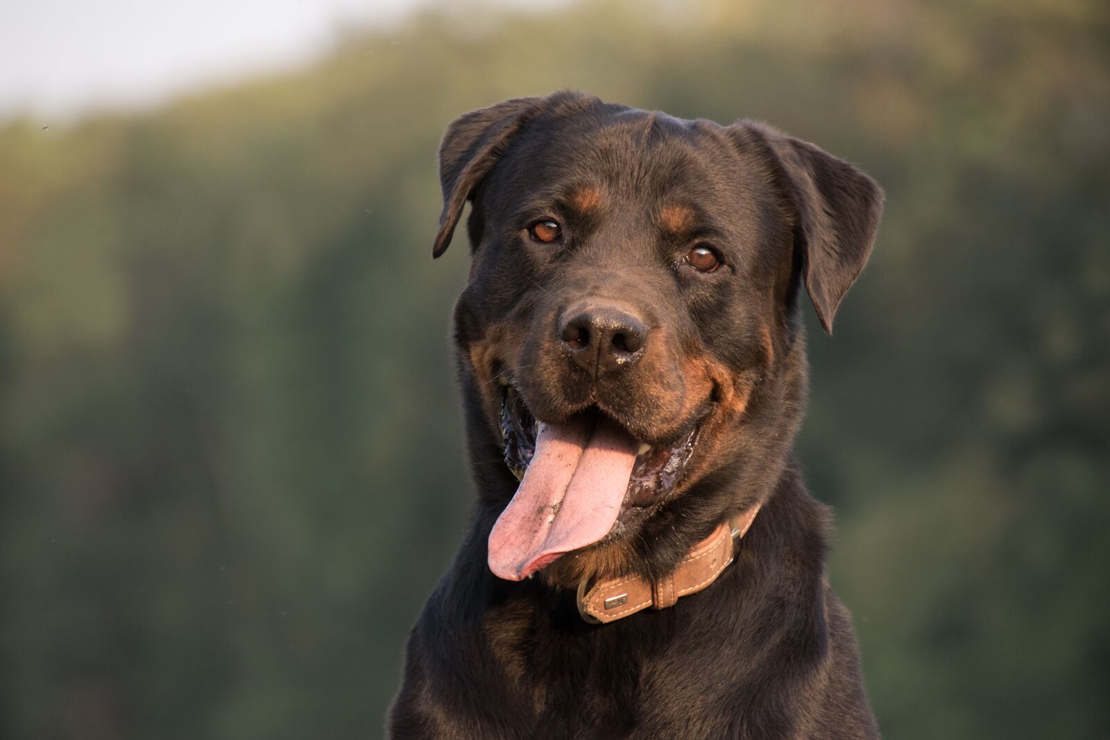Nikon D5600 sample photo. Dog, rottweiler, animals photography