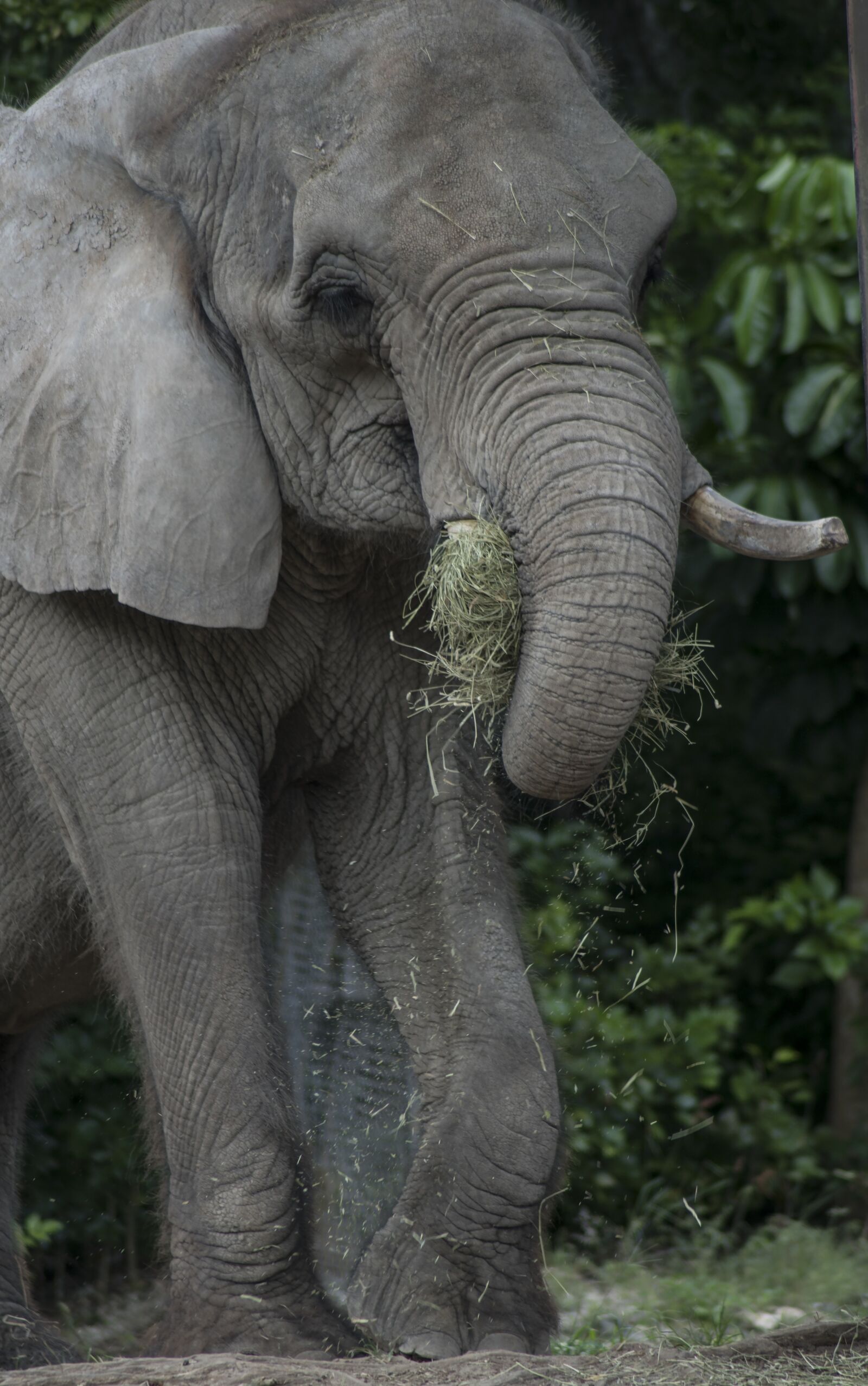 Sony ILCA-77M2 sample photo. Elephant, wildlife, zoo photography