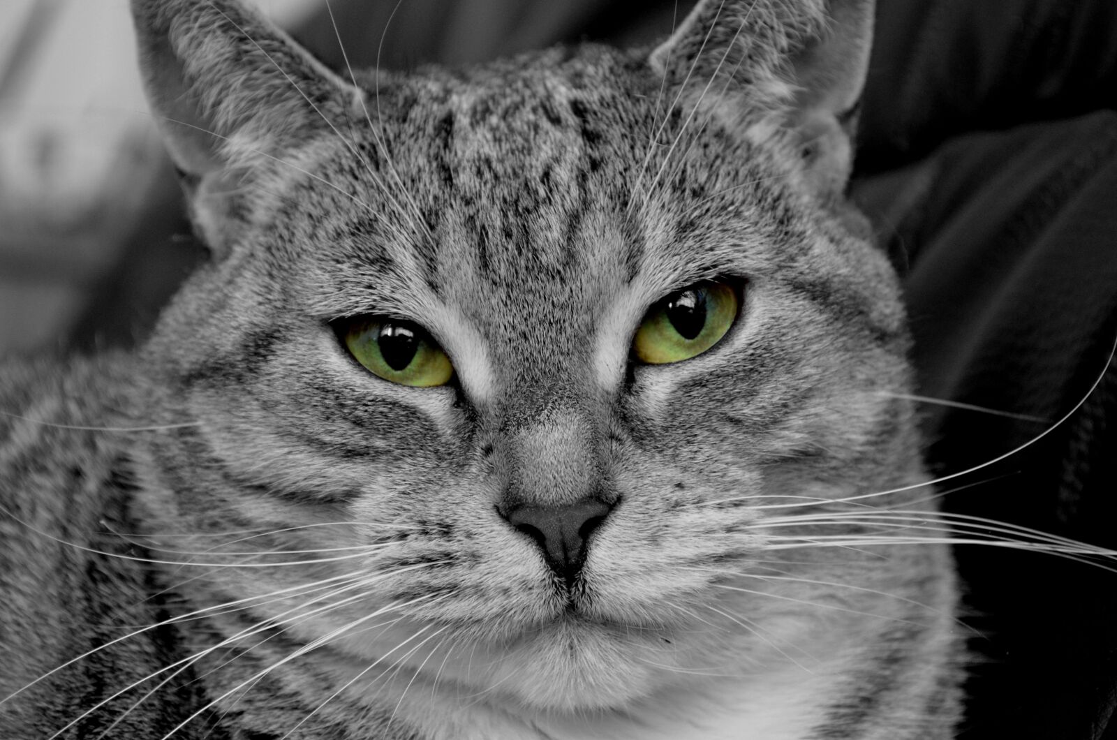 Nikon D5100 sample photo. Cat, domestic cat, pet photography