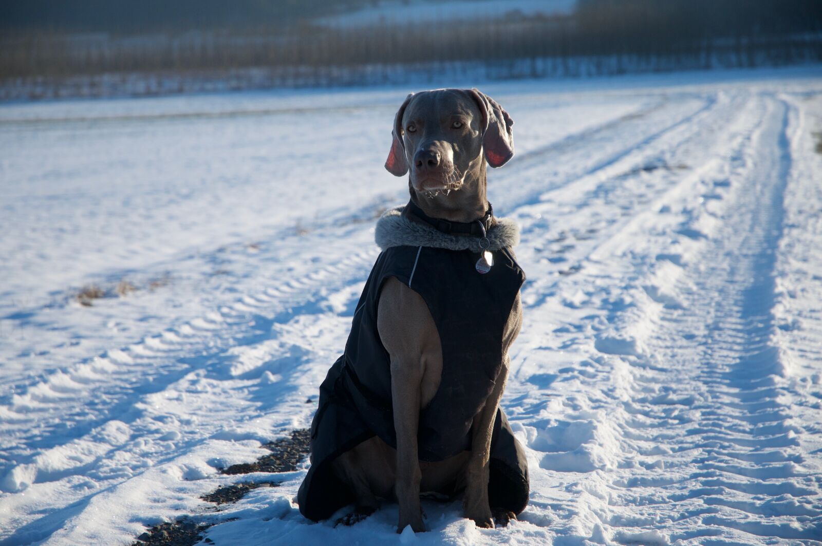 Nikon D300 sample photo. Dog, weimaraner, winter photography