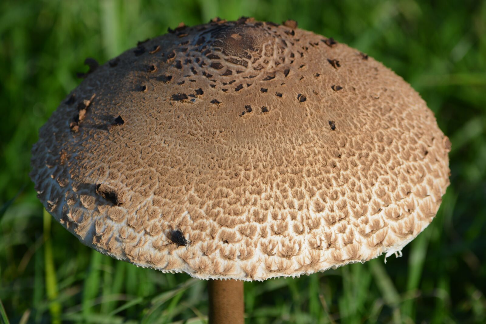 Nikon D5200 sample photo. Mushroom, nature, autumn photography