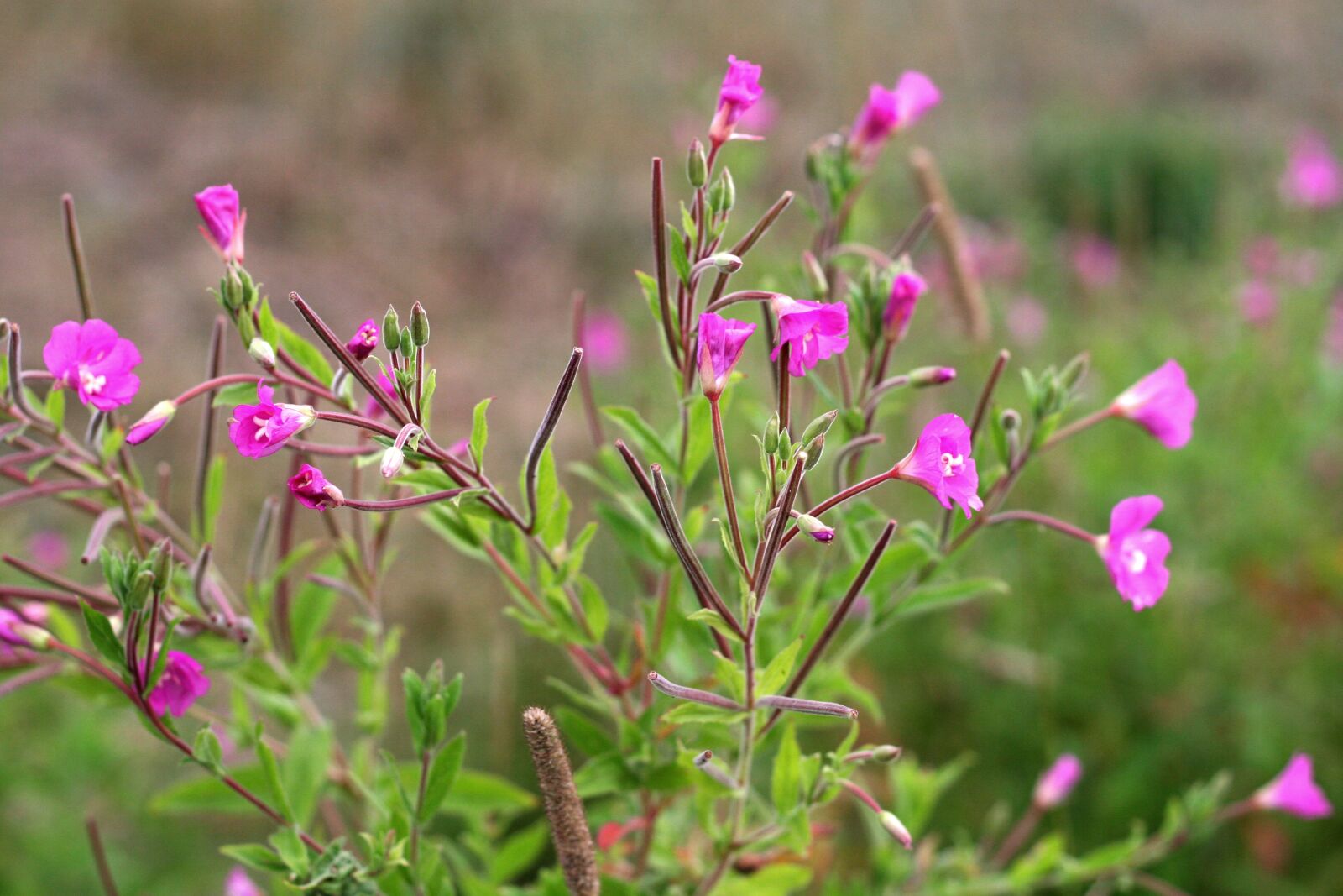 Canon EOS 20D sample photo. Epilobium, flower, meadow photography