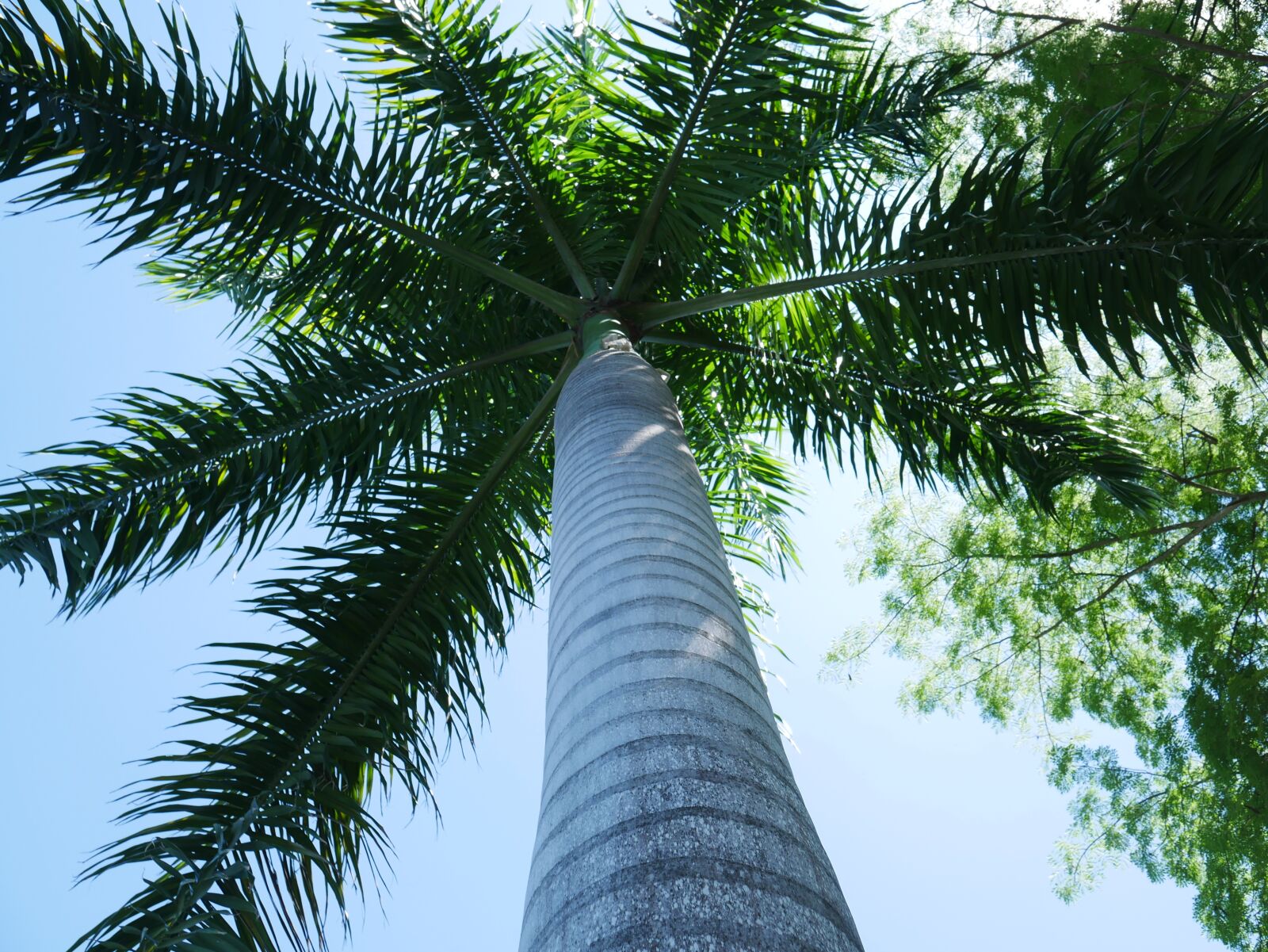 Panasonic Lumix DMC-G7 sample photo. Tree, palm tree, palm photography