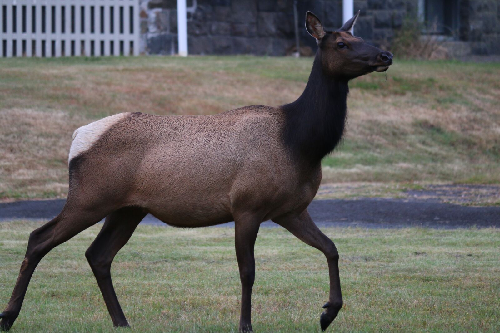 Canon EOS 70D sample photo. Elk, wild life, oregon photography