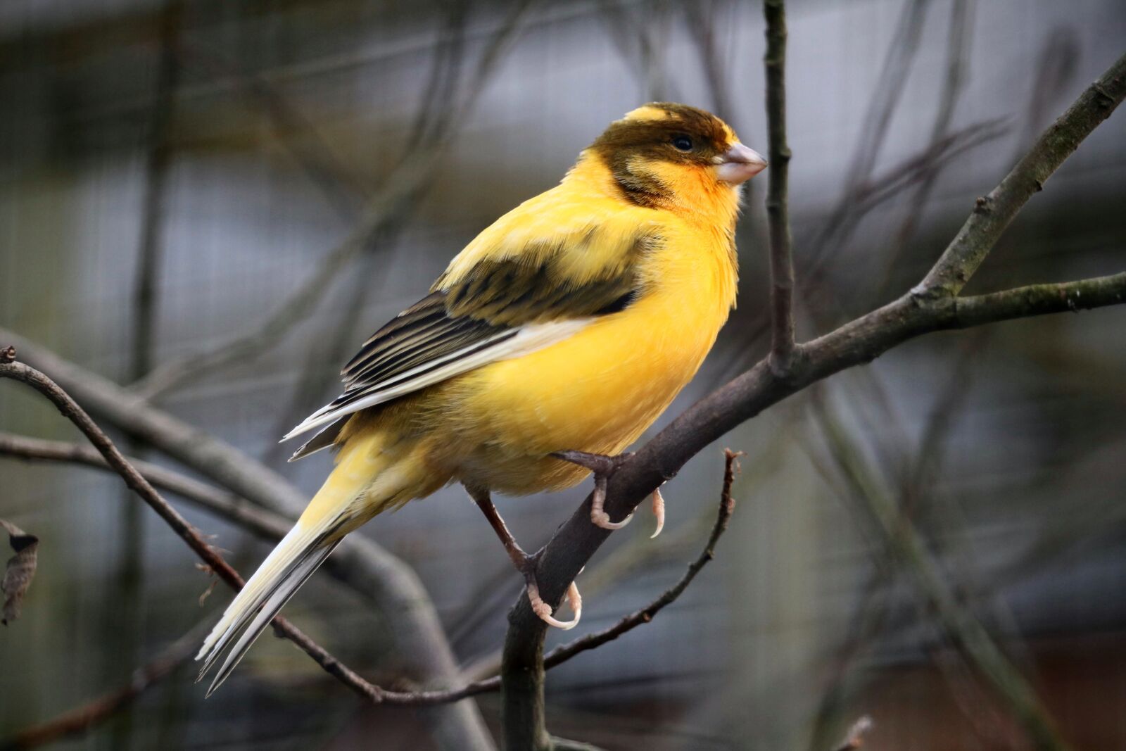 Canon EOS 750D (EOS Rebel T6i / EOS Kiss X8i) sample photo. Bird, animal world, feather photography