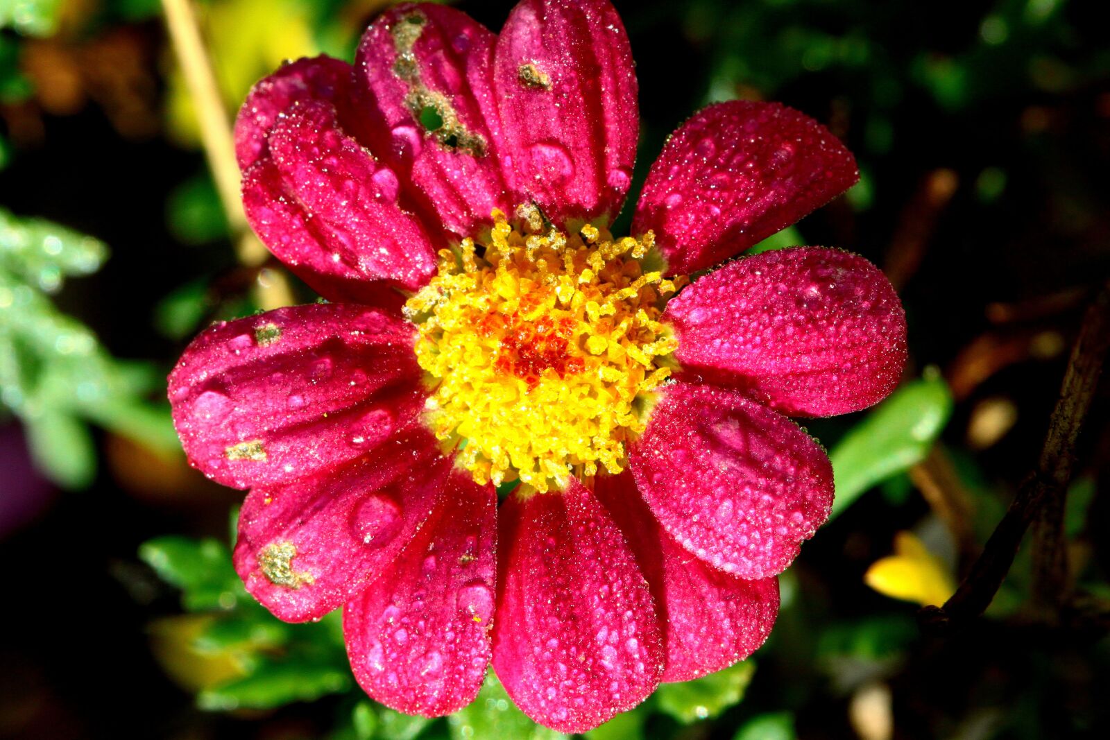 Canon EOS 50D sample photo. Margarite, flower, pink photography